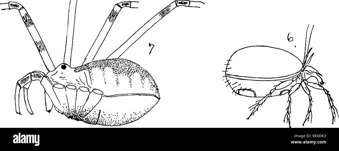 . The fur seals and fur-seal islands of the North Pacific ocean. Sealing; Seals (Animals). Fig 1. GonglydiumboreaUs,eipigynumajidpaiTpxis. Fir. 2. Ortbatella horealis, dorso-lateral view. Fig. 3. Rhyncolophus eJongatus, dorsal view. Fig. 4. Hermannia quadriseriata, dorsal view. Fig. 5. Bdella frigidu, head and palpus. Fig. 6. Oppia arctica, lateral view. Fig. 7. heptobunus borealis, side view. NEW COMMANDER ISLAND ARACHNIDA. Drawn by Nathan Banks.. Please note that these images are extracted from scanned page images that may have been digitally enhanced for readability - coloration and appeara Stock Photo