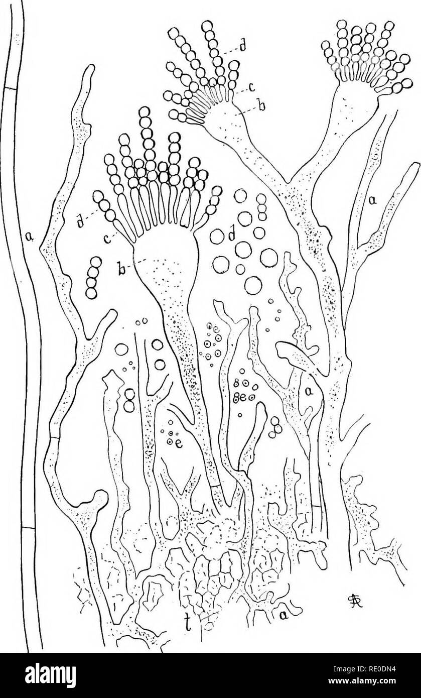 . Bacteriological methods in food and drugs laboratories : with an introduction to micro-analytical methods . Bacteriology; Food; Drugs. 224 BACTERIOLOGICAL METHODS the fungus aspergillus oryza may convert the starch into saccharine compounds. The fungus is kept on hand in pure culture and. Fig. 78.—Sak6. Aspergillus oryza, showing vegetative hyplias (a) and the spore- forming hyphse (b, c, d). mixed with the steamed rice and the sugar fermentation takes place in a warm room. The alcoholic fermentation, which follows, is much like that in beer making. Likewise the final processes of. Please no Stock Photo