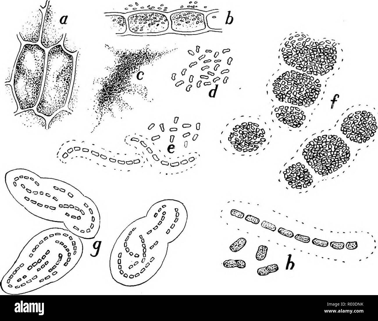 . Bacteriological methods in food and drugs laboratories with an