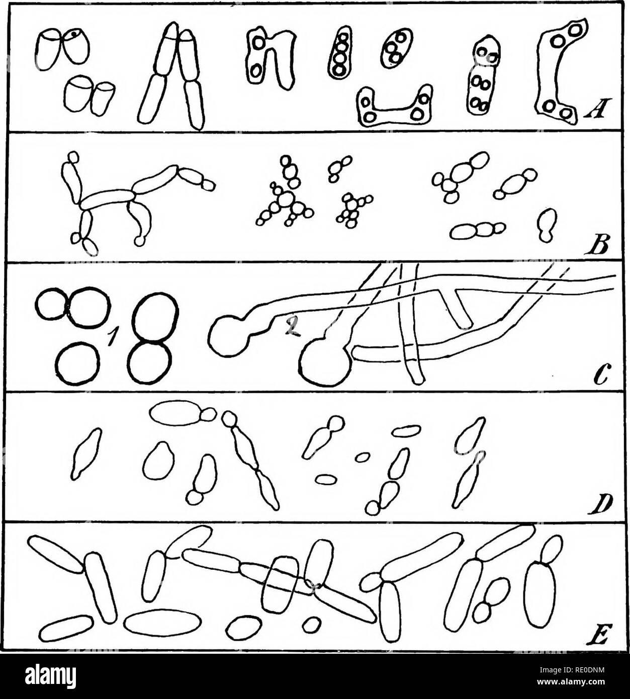 . Bacteriological methods in food and drugs laboratories : with an introduction to micro-analytical methods . Bacteriology; Food; Drugs. 204 BACTERIOLOGICAL METHODS nature, occurring in the soil and in surface waters, and because they very frequently comtaminate potato cultures, are known as the potato group. They are spore forniing, which spores are. Fig. 67.—Wild and pseudo-yeasts. A, S. pombe. (After Lindner); B, Torulce. (After Pasteur); C, Mucor, (i) spores; (2) germinating spores and mycelium; D, S. apiculatus; E, Mycoderma vini.—(After Bioletti.) remarkably resistant to heat, being able Stock Photo