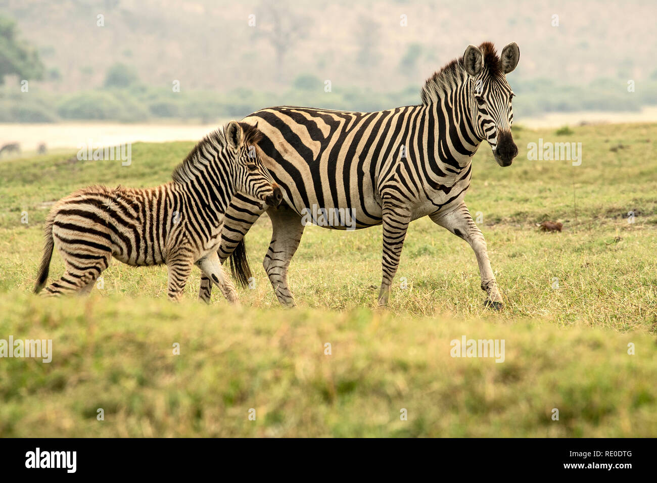 Burchell's zebra mother foal hires stock photography and images Alamy