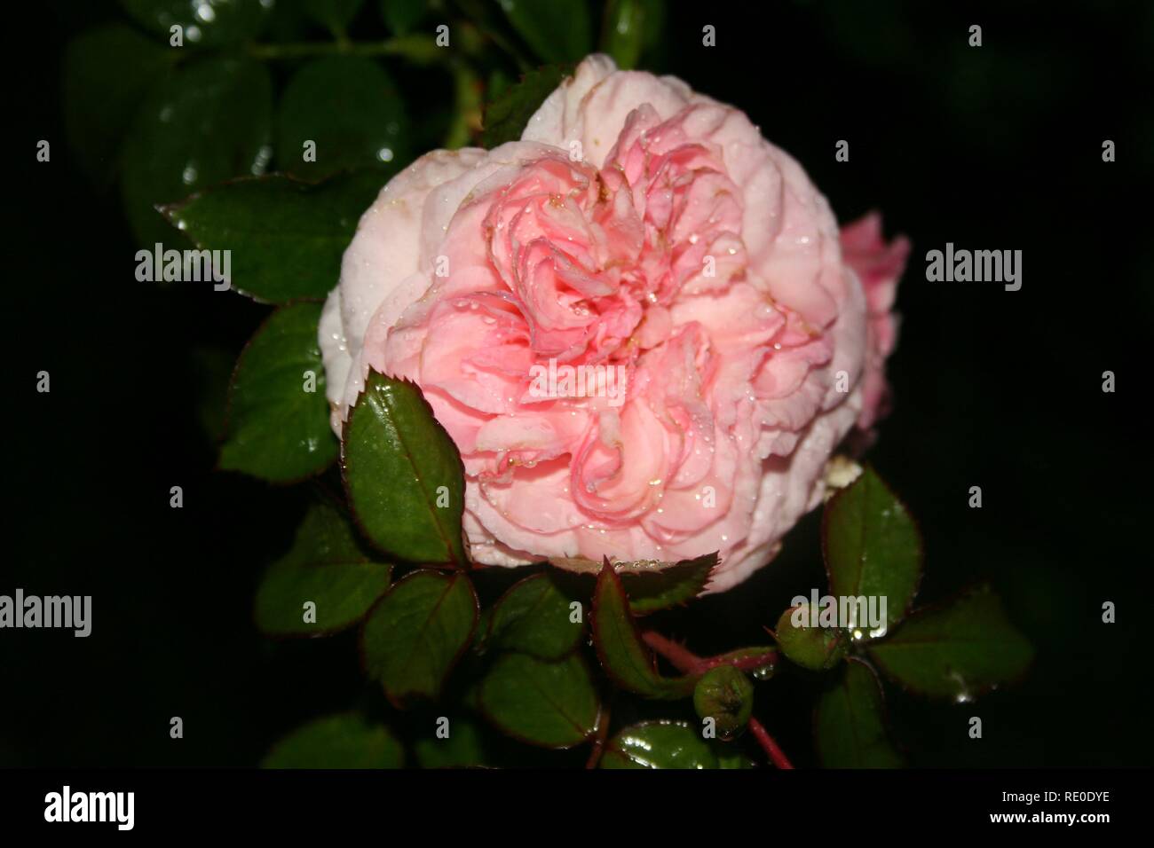 Midnight rose of Burano Stock Photo