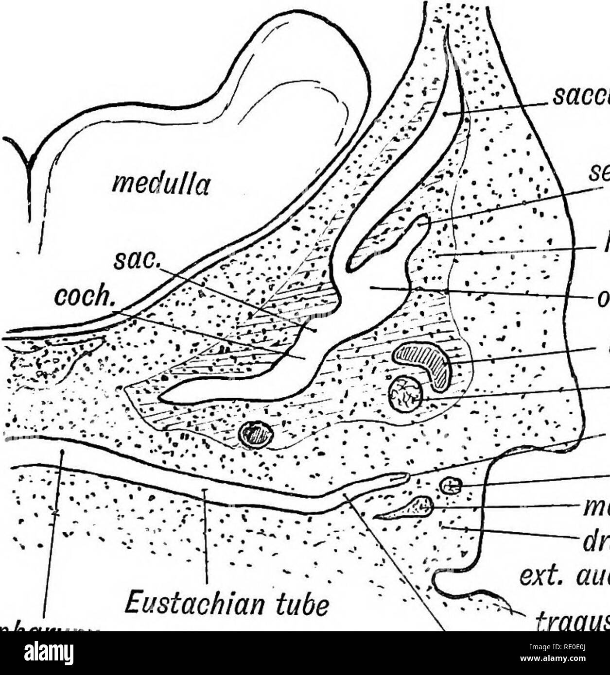 Occipital nerves hires stock photography and images Alamy
