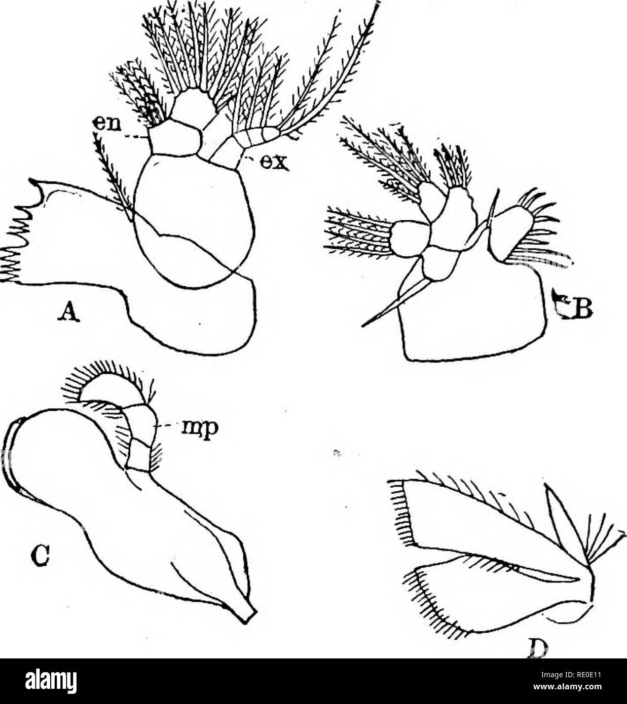 . A text-book of invertebrate morphology. Invertebrates. 372 INVBBTEBBATE MORPHOLOGY.. FiQ. 164.—Cbustacban Appendages. A, mandible of Copepod, Notodelphys (from Brokn); B, first maxilla of Noto- delphys (from Bronn); 0, mandible of Gambarua; D, first maxilla of Cami- barus. en = endopodite. eas = exopodite. mp = mandibular palp.. Please note that these images are extracted from scanned page images that may have been digitally enhanced for readability - coloration and appearance of these illustrations may not perfectly resemble the original work.. McMurrich, J. Playfair (James Playfair), 1859- Stock Photo
