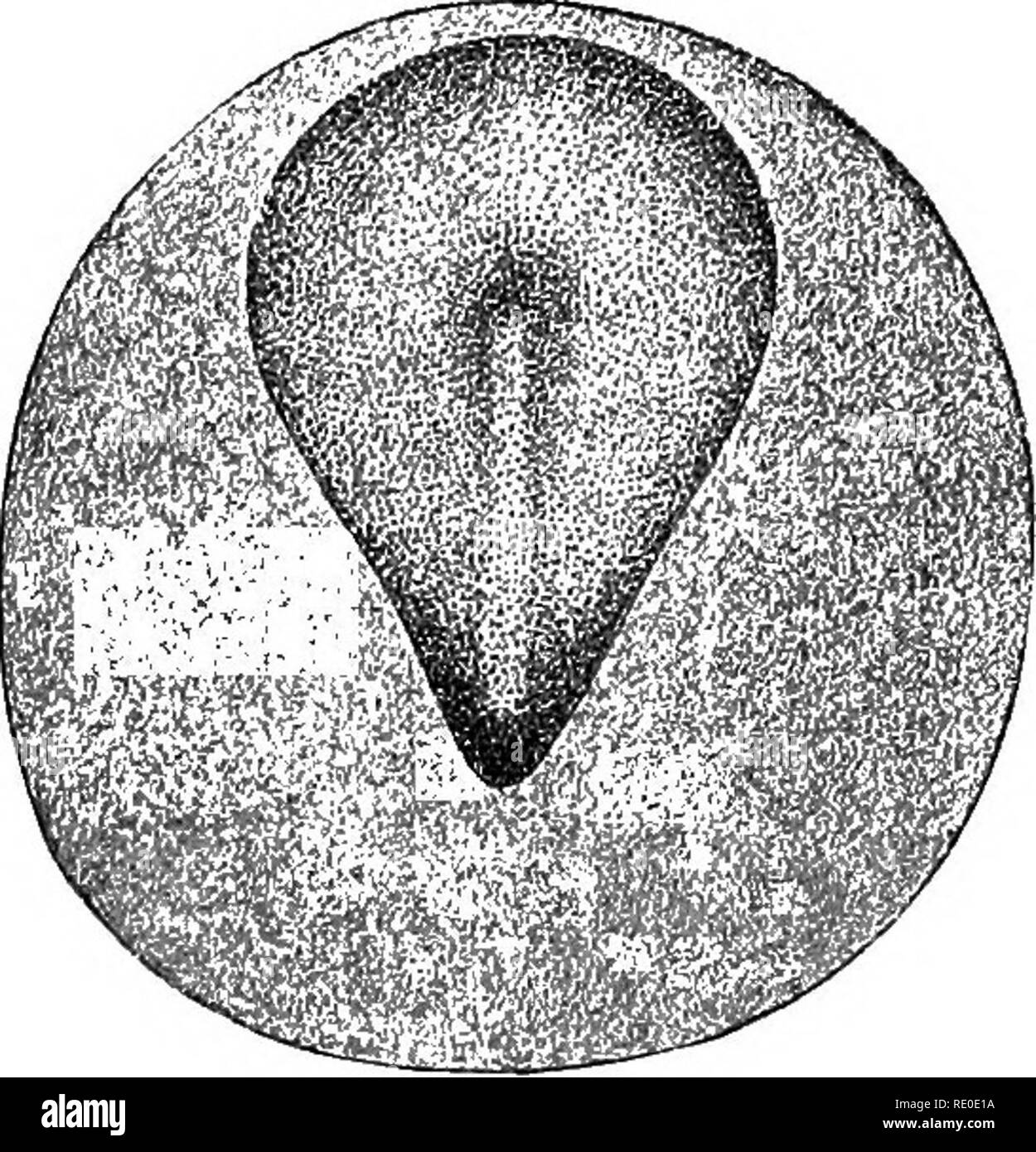 . A laboratory manual and text-book of embryology. Embryology. Fig. 20.—Diagrams showing the extent of the mesoderm in rabbit embryos (Kolliker). In A the mesoderm is represented by the pear-shaped area at the caudal end of the embryonic area; in B by the circular area which surrounds the embryonic area. ectoderm at the caudal edge of the germinal area. This forms the extra-embryonic mesoderm and takes no part in forming the body of the embryo. (2) The secondary or intraembryonic mesoderm, which gives rise to body tissues, takes Ectoderm Mesoderm Entoderm. Please note that these images are ext Stock Photo