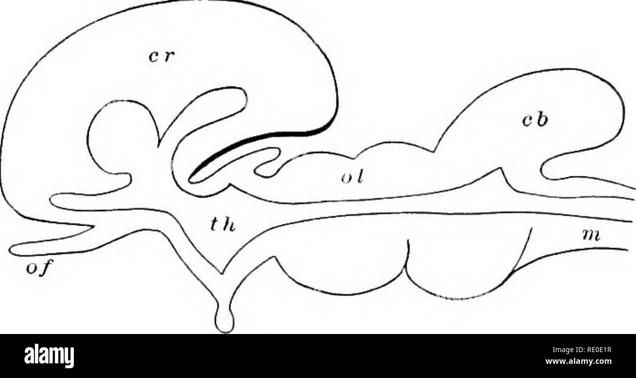 . Outlines of the comparative physiology and morphology of animals ...