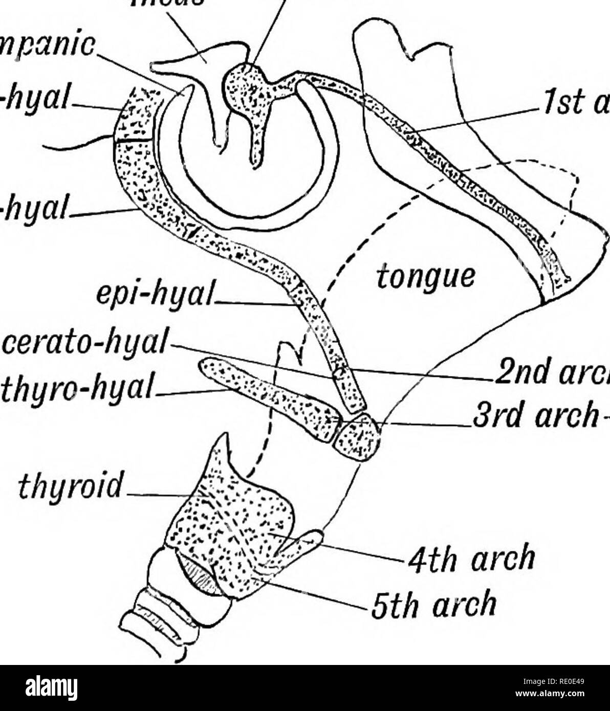 . Human embryology and morphology. Embryology, Human; Morphology. 34 HUMAN EMBRYOLOGY AND MORPHOLOGY. arches come to form the bone of the tongue. The skeletal part of the hyoid arch suspends the tongue. The great horn of the hyoid represents the cartilage of the 3rd arch (Fig. 26). The formation of the larynx and lungs from incus malleus tympanic tympano-hyal. stylo-hyal.. arch—Meckel's cart. arch—stylo-hyoid thyro-hyoid 4th arch 5th arch Fig. 26.—Showing what hecome of the Cartilages of the Visceral Arches. the ventral part (floor) of the pharynx renders it difficult to say what becomes of th Stock Photo