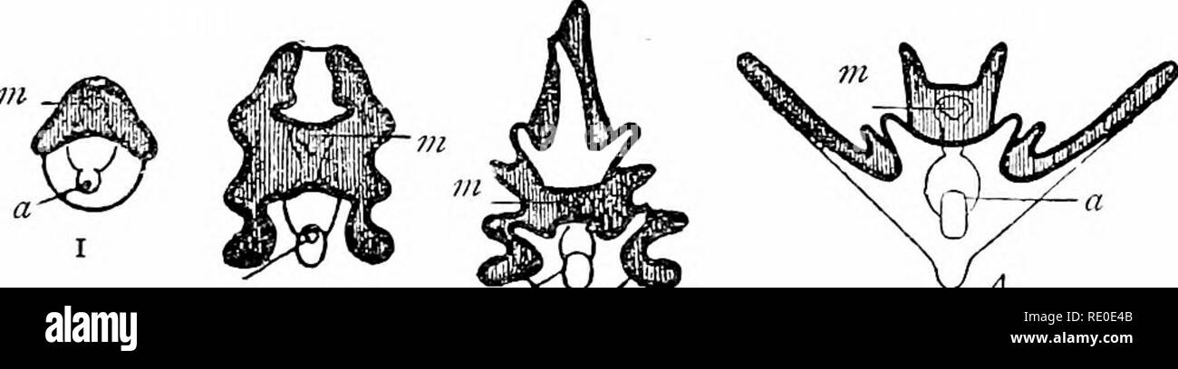 . Outlines of zoology. Zoology. DEVELOPMENT OF ECHINODERMS. 249 3. The differenliation of the typical laixial fonns. The celebrated comparative anatomist and physiologist, Johannes MUUer, was the first to show that the various types of Echinoderm larvre might be derived from one fundamental form. &quot; This fundamental type is an elongated, oval or pear shaped larva, which is somewhat flattened on its ventral side. It has arisen from a gastrula, whose blastopore has become the anus, while the archenteron is bent towards the ventral surface, where it communicates by the larval mouth with the e Stock Photo