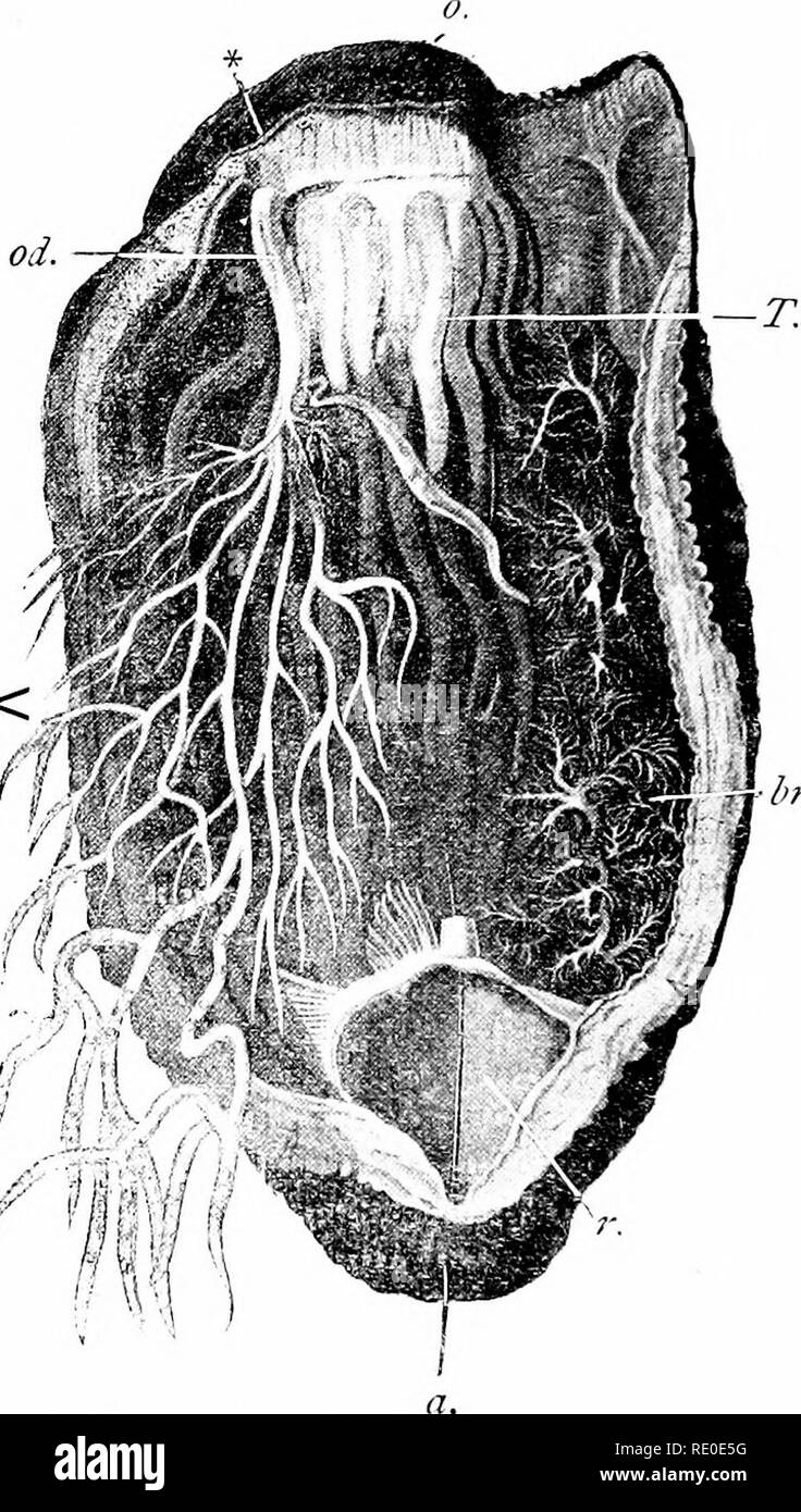 . Outlines of zoology. Zoology. 242 ECHINODERMA. the mouth communicating id) with the tentacles, (b) with five radial vessels, one for each ambulacral area, (c) with a &quot; Polian vesicle &quot; or more than one pendent in the body ov.&lt;^. h Fig. yS.—Dissection of Holoth The gut has been removed ; there is a bristle throtigh anus (a) and cloaca (r); o, mouth ; 'J the retracted tentacles ; ^&gt;?-, a respiratory tree ; i&gt;7', the ovary ; otf, the oviduct; *, a bristle at genital aperture. cavity, (d) with a &quot; stone canal &quot; which usually hangs freely in the body cavity, and open Stock Photo