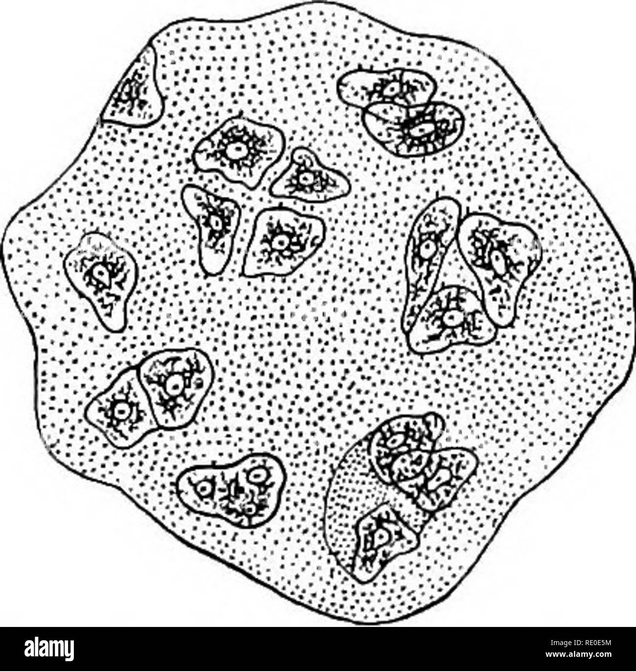 . Outlines of the comparative physiology and morphology of animals