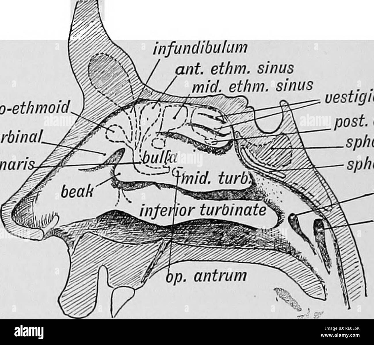 Human embryology and morphology. Embryology, Human; Morphology. 2i HUMAN  EMBRYOLOGY AND MORPHOLOGY. From the upper end of the hiatus a bud of mucous  membrane grows upwards to form the frontal sinus,