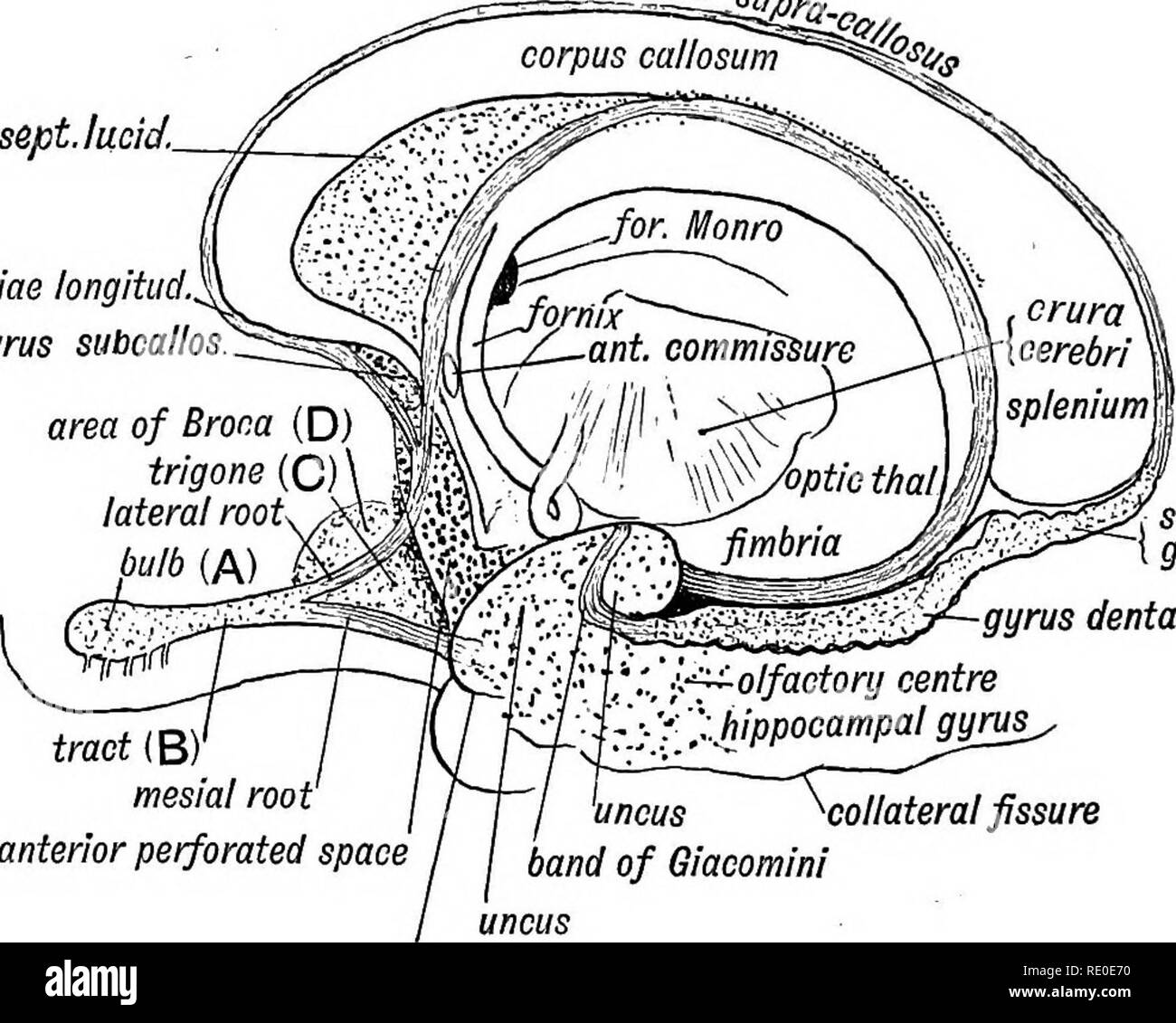 Human Embryology And Morphology Embryology Human Morphology Human Embryology And Morphology Solid And Divided Into Anterior And Posterior Parts By A Transverse Fissure Fig 17 The Anterior Part As Is Shown