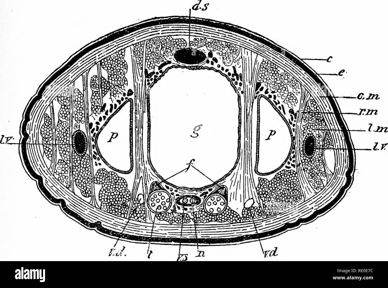 Outlines of zoology. Zoology. STRUCTURE OF THE LEECH. 217 It has been shown  (Whitman) that the eyes of leeches are serially homologous with the  segmental sense organs. At the one extreme