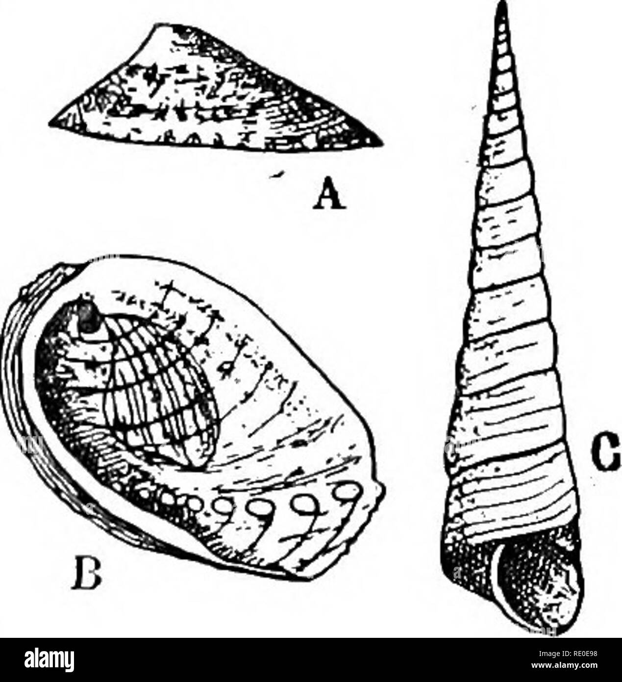 Hermaphrodite Clip Telegraph