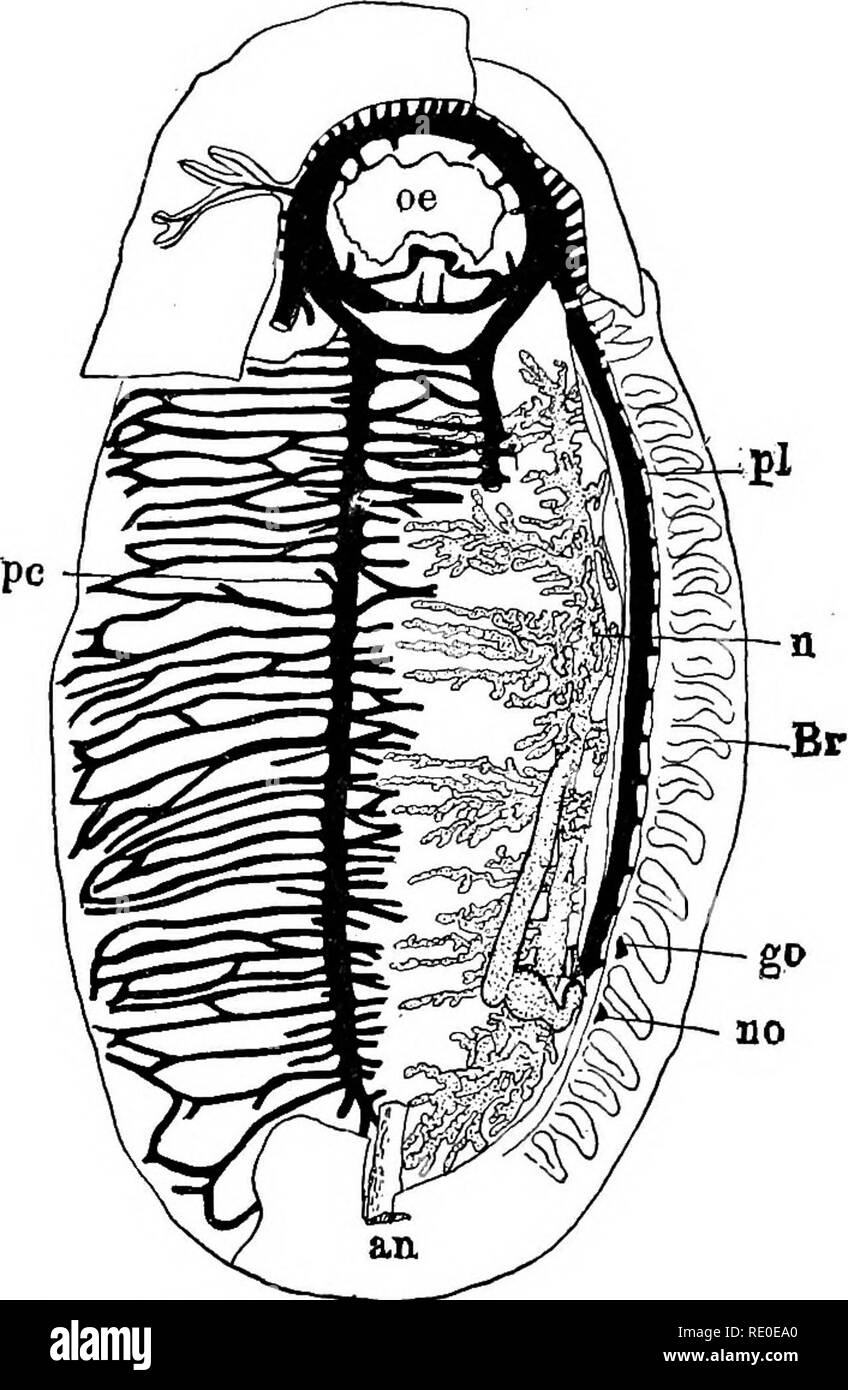 . A textbook of invertebrate morphology. Invertebrates. T7PE MOLLUSC A
