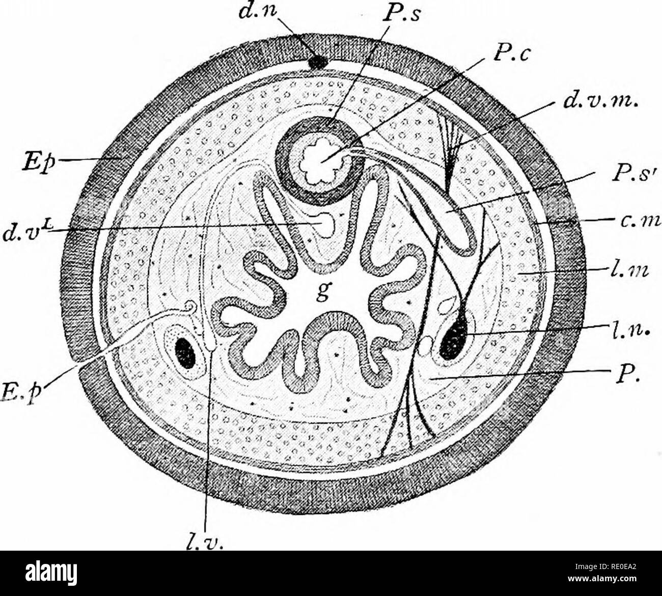 Brain transverse section Black and White Stock Photos & Images - Alamy