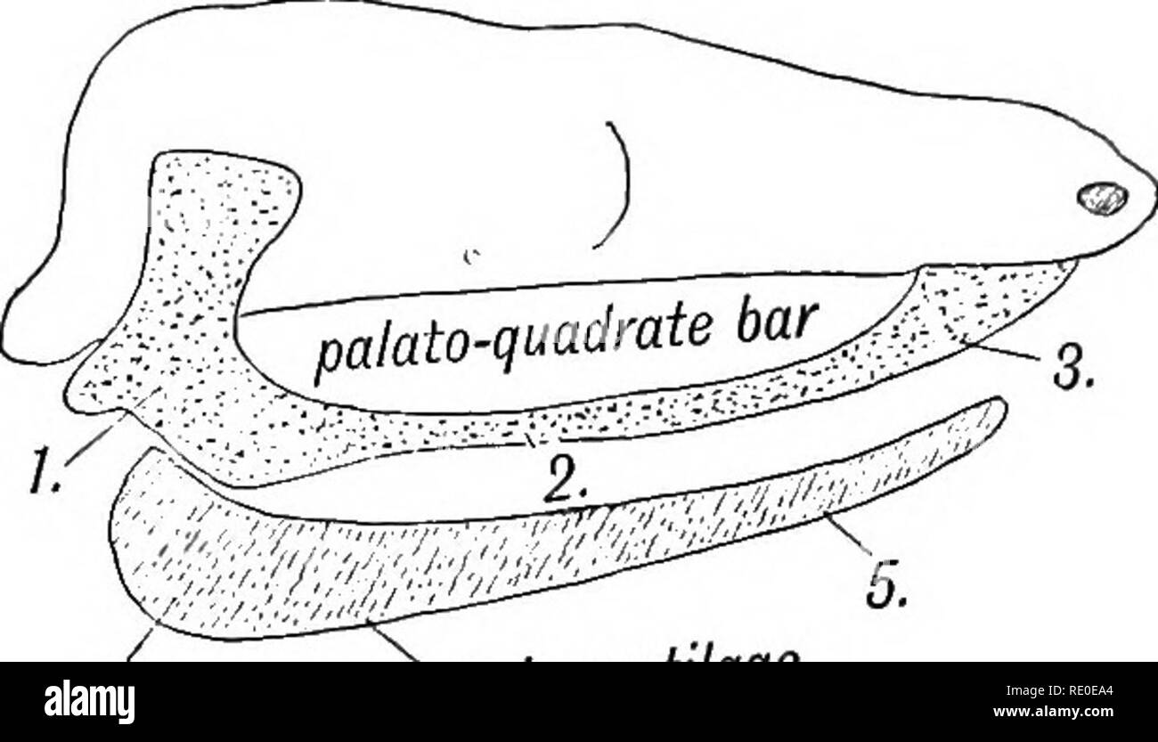 Human Embryology And Morphology Embryology Human Morphology 10 Human Embryology And Morphology Cartilage Palato Quadrate In Fishes The Palato Auadrate Bar Forms Part Of The Mandibular Arch Fig 10 A In Mammals The
