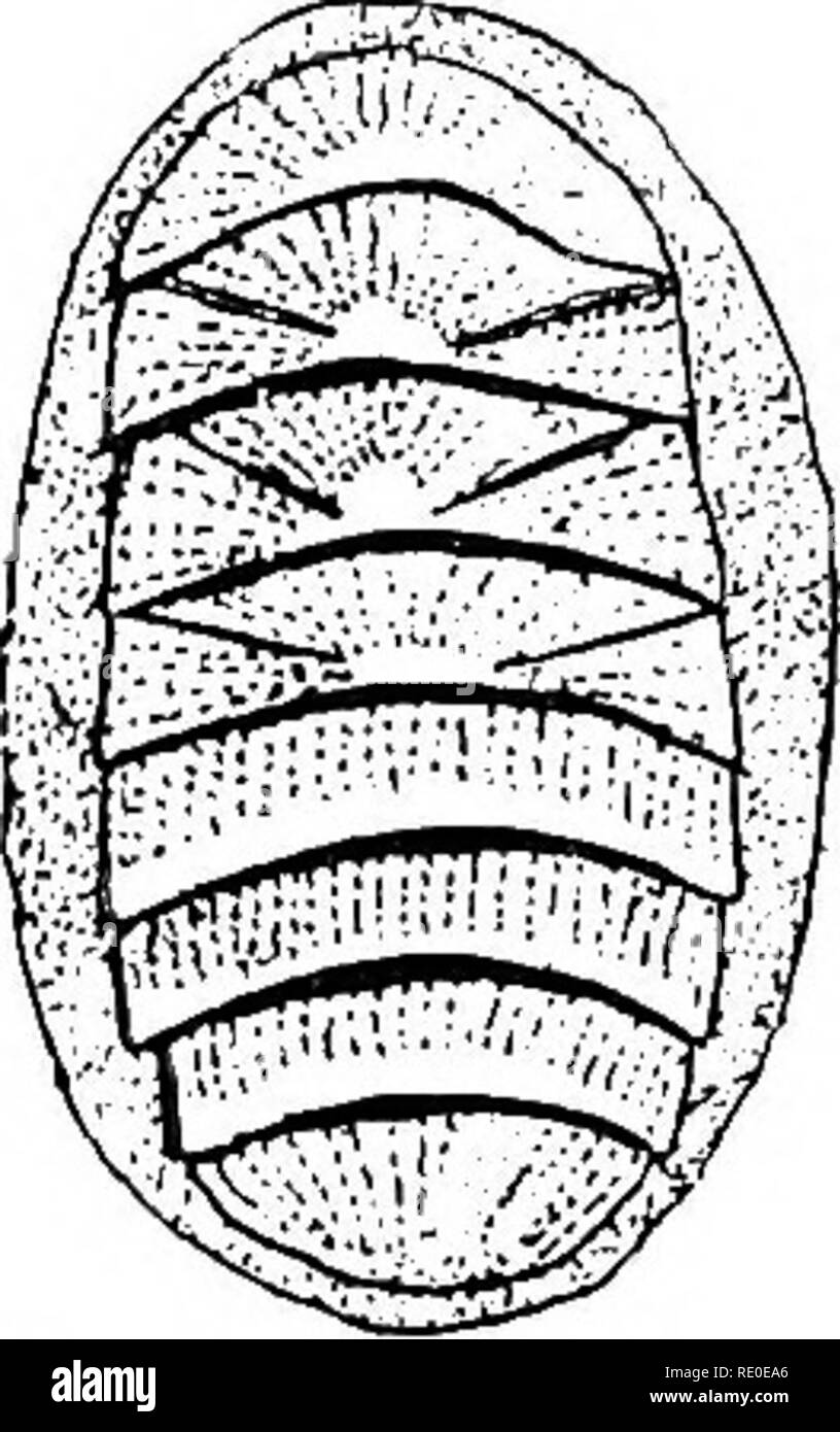 . A text-book of invertebrate morphology. Invertebrates. TYPE MOLLUSOA. 289 and situated, as in the Solenogastres, at the bottom of a median ventral furrow, the lips of which correspond to the more dorsally situated mantle-folds of such forms as Chiton, Trachydermon (Fig. 129), etc. In all cases, in the groove be- tween the mantle-folds and the foot a number of gills, pinnate processes of the body-wall, are to be found, in some cases occurring at definite intervals along the entire side of the body, in others {Chitondlus) limited to the posterior part only. One of the most characteristic featu Stock Photo