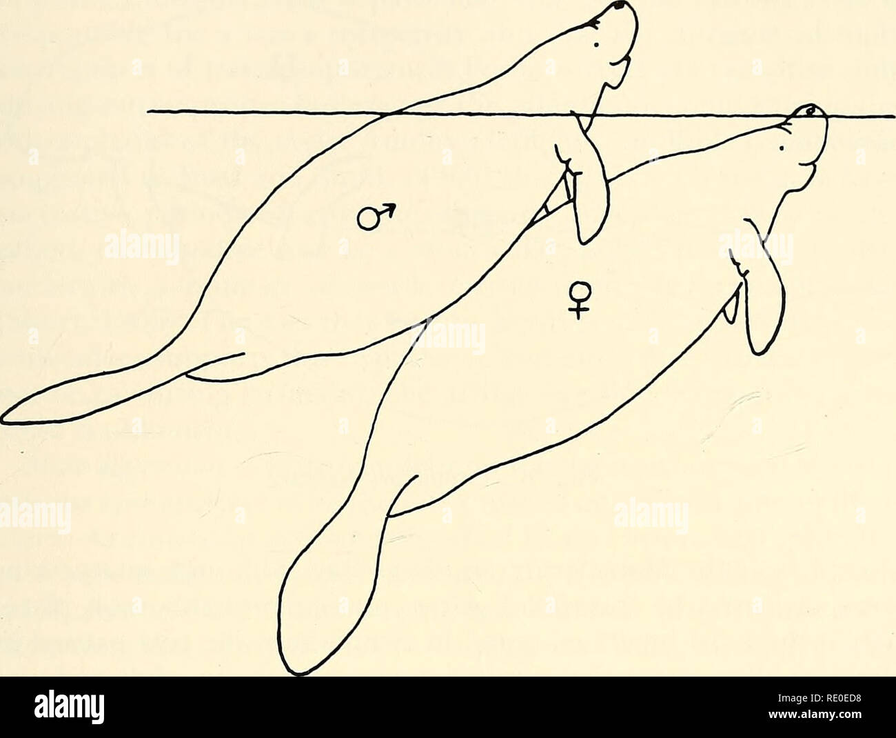 Ephants hi-res stock photography and images - Alamy