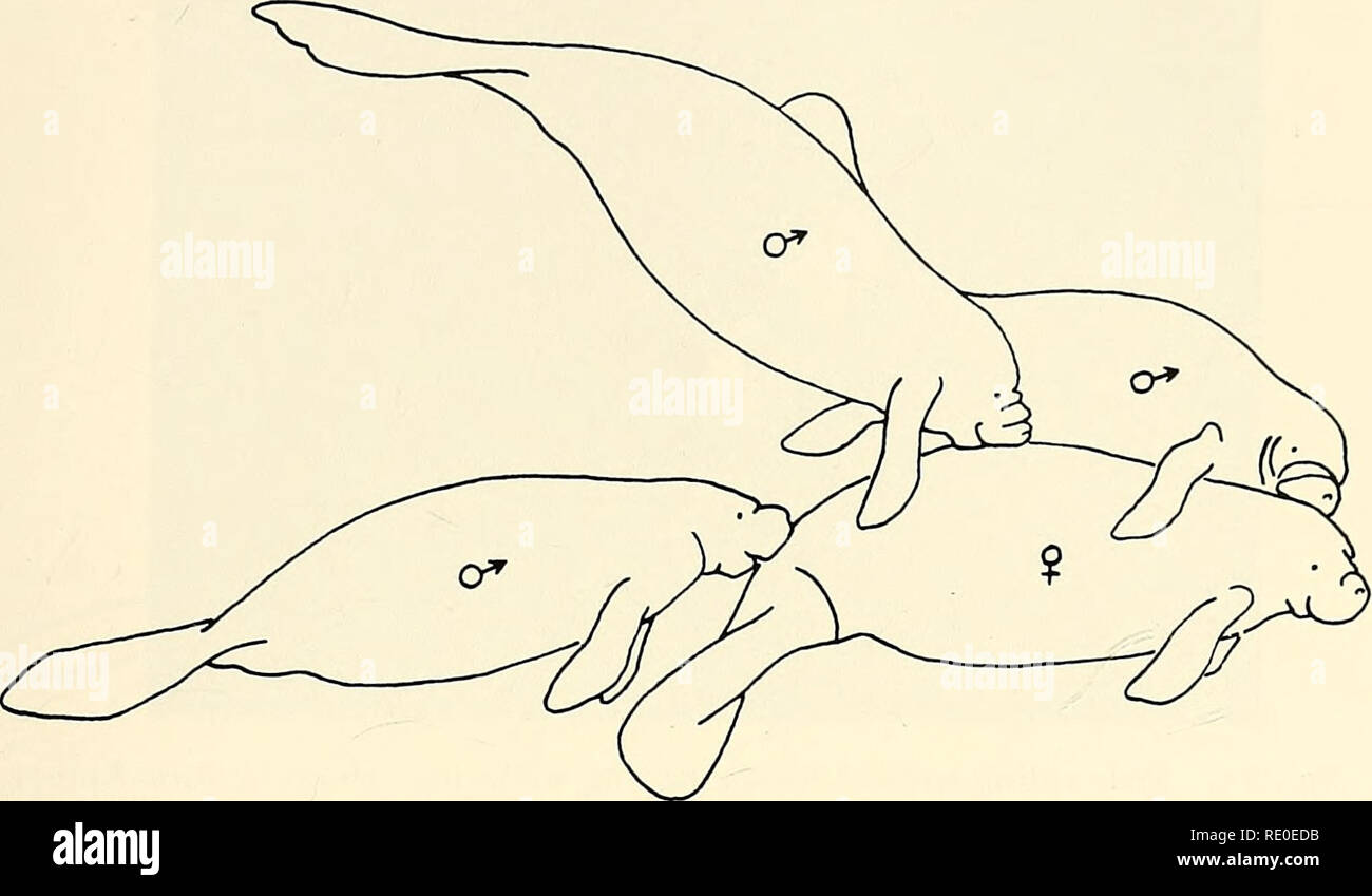 . Ecology and behavior of the Manatee (Trichechus manatus) in Florida ...
