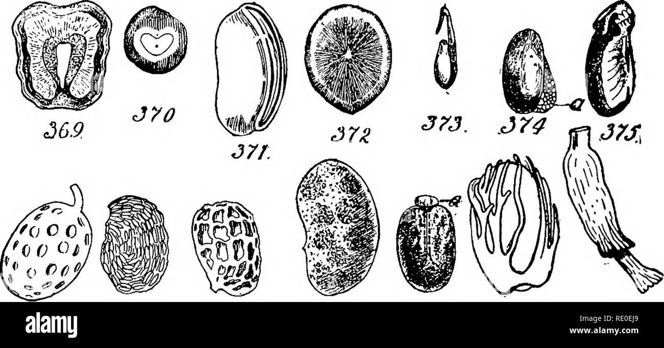 . A manual of structural botany; an introductory textbook for students of science and pharmacy. Plant morphology. 130 THE SEED The Raphe.âThe raphe, extending from the hilum to the chalaza when these do not coincide, is ordinarily not readily perceptible upon the surface. When it is so, as in Figs. 372 and 373, its appearance is of great diagnostic value and must be closely scrutinized. The chalaza in its simple form calls for no special attention. The Strbphiole.âIf, however, an enlargement appears at this point (the Strophiole, Fig. 374, a), it must not be overlooked. The strophiole may deve Stock Photo
