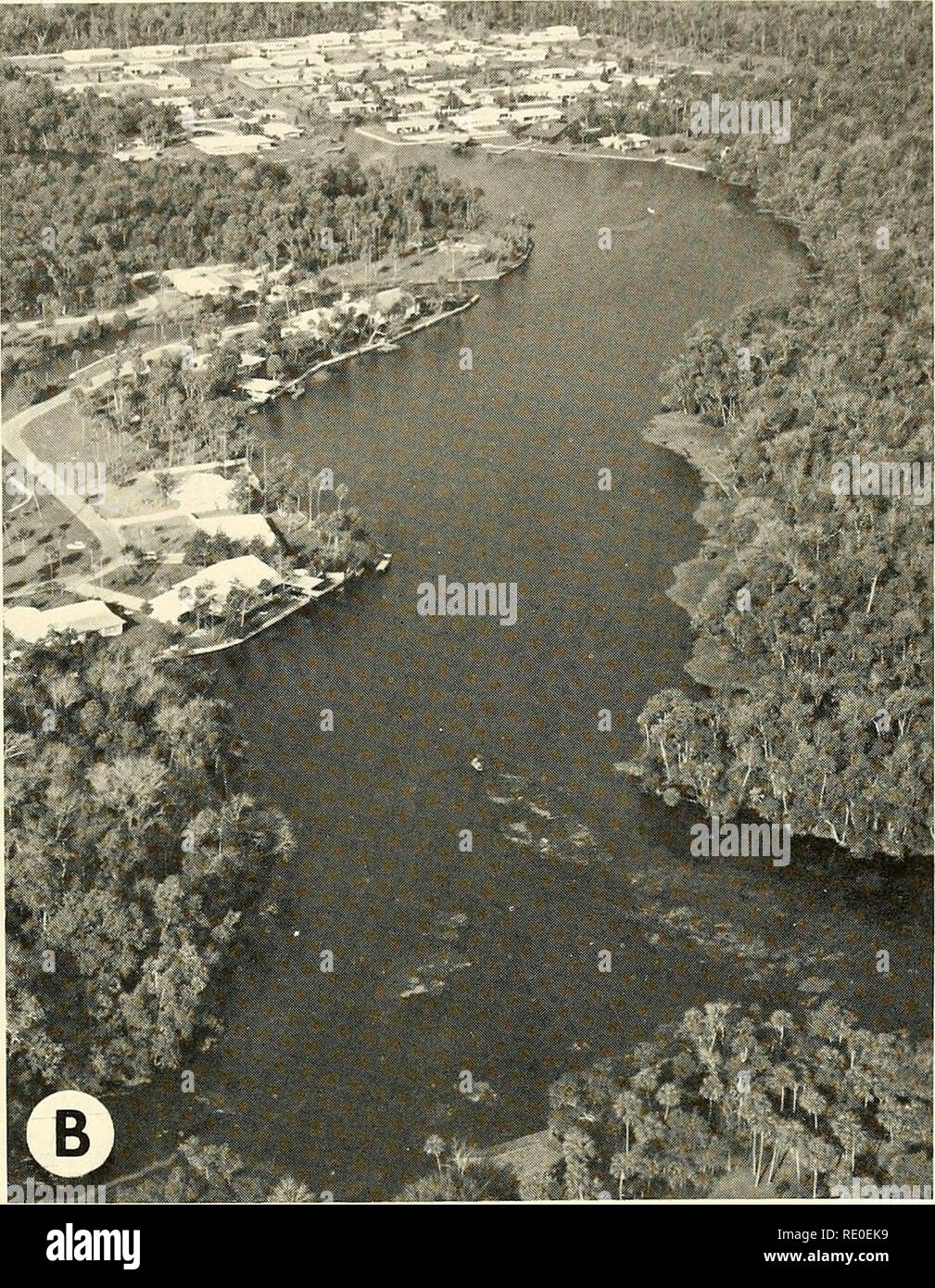 . Ecology and behavior of the Manatee (Trichechus manatus) in Florida. Manatees; Mammals. Hartman—Manatee in Florida. Fig. 2 (cont.) B, headwaters of the Homosassa River. Coastal forest is dominated by cabbage palm (Sabalpalmetto), bald cypress {Taxodiuin distichum), live oak (Quercus virginiana), red maple {Acer rubrum), red-cedar (Juniperus silicicola), magnolia {Mag- nolia virginiana), red-bay {Persea borbonia), and wax-myrtle {Myrica cerifera). Of the five major stream types in Florida recognized by Beck (1965), spring-fed rivers such as the Crystal, Homosassa, and Chas- sahowitzka are cla Stock Photo