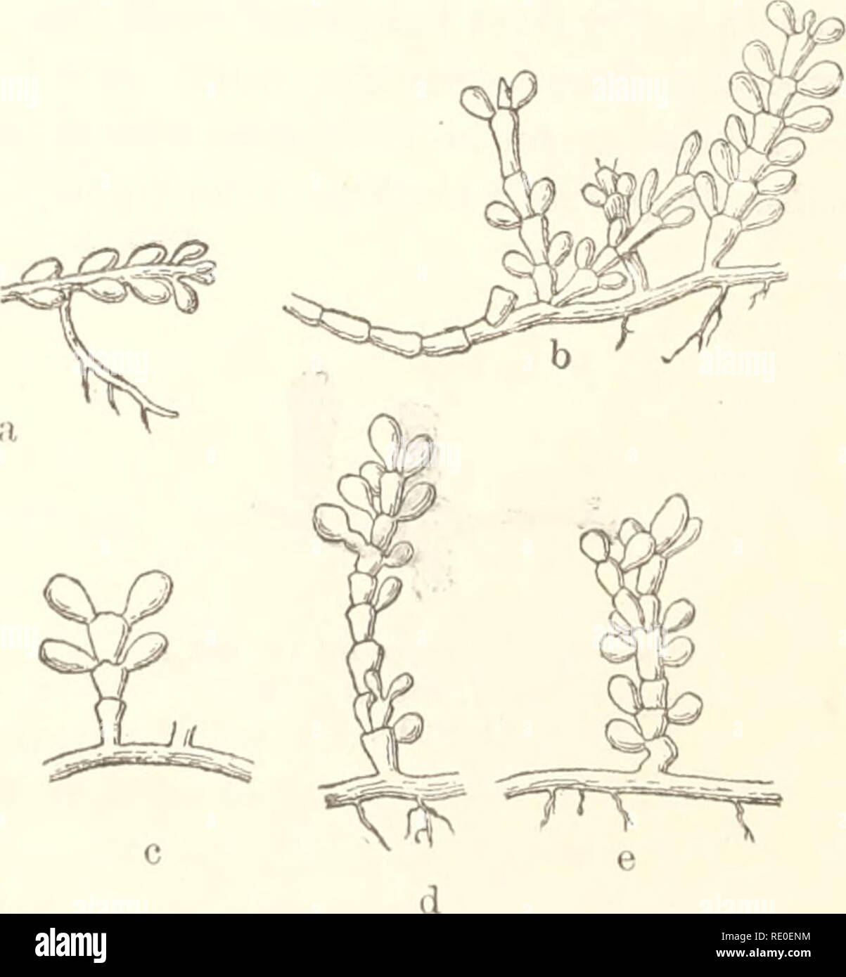 . Ecological and systematic studies of the Ceylon species of Caulerpa. Marine algae. 140 CEYLON MARINE BIOLOGICAL REPORTS. In the island of Jaffna in the north of Ceylon I found some peculiar specimens of a very exceptional appearance. It is these that I have described as /. mixta (figs. 49, 50). In all respects it is more slender and weaker than the preceding form. In addition to small pedunculated vesicles with constrictions below the top, it has pear-shaped branchlets, clearly indicating opposite arrangement just as in /. geminata, Harv.; finally, and this is the most characteristic feature Stock Photo