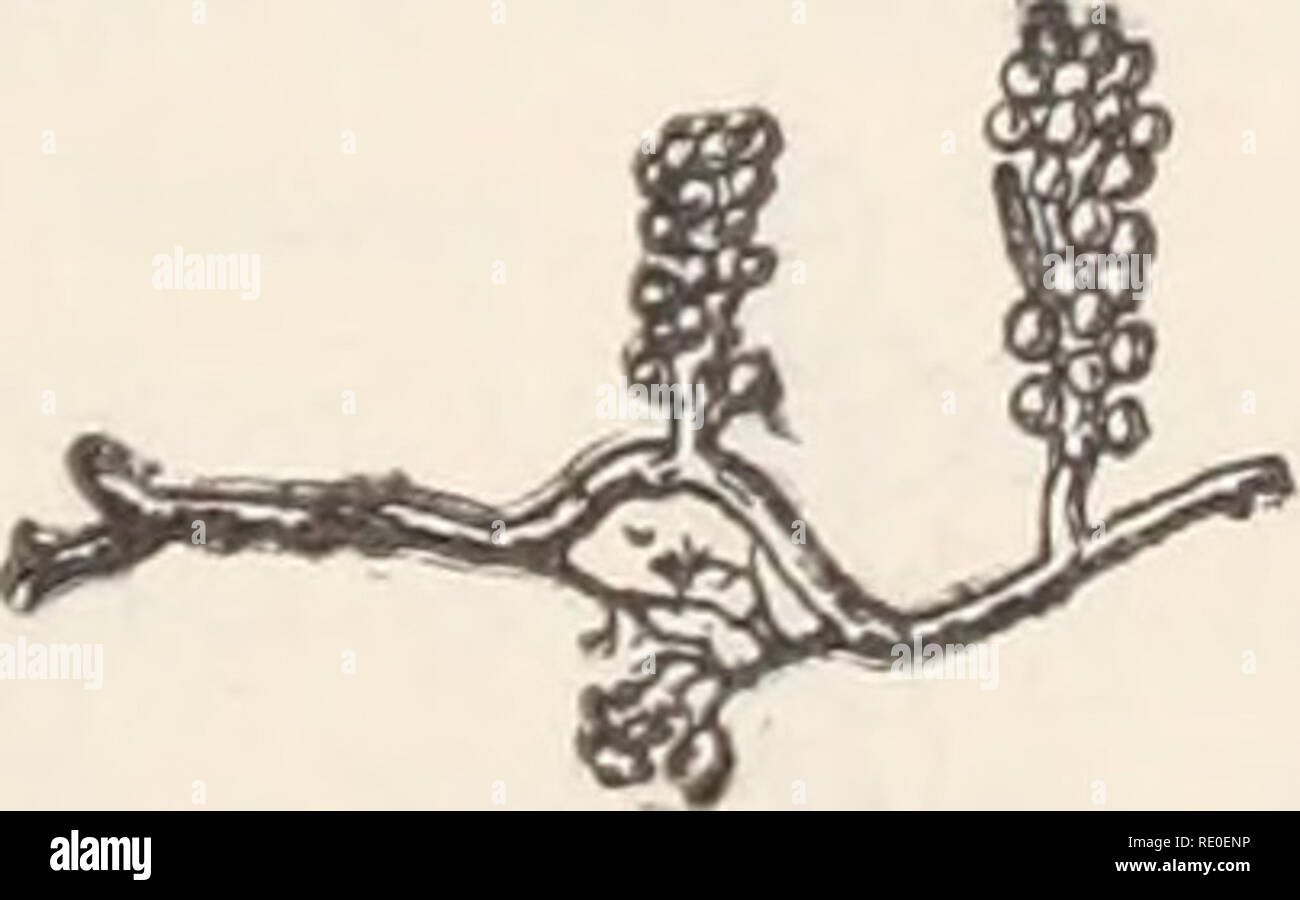 Ecological And Systematic Studies Of The Ceylon Species Of Caulerpa Marine Algae Fig 47 C Sedoides R Br C Ag Crassicaulis J G Ag 1 X 1 Vesicles Are Sometimes Provided