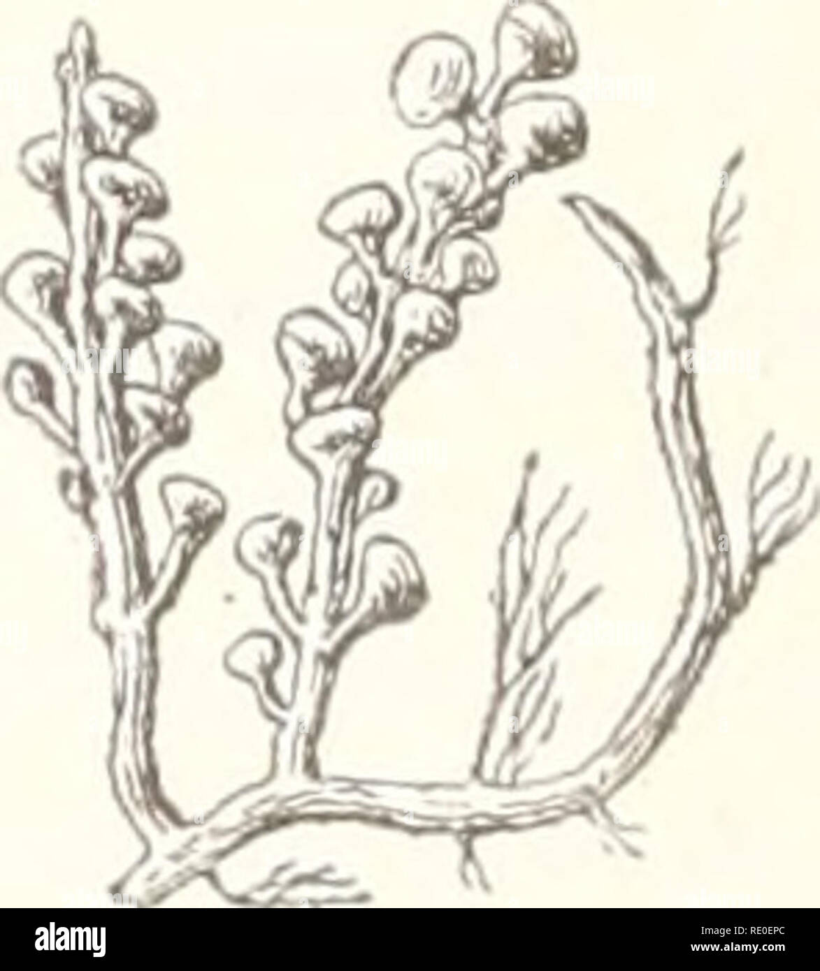 Ecological And Systematic Studies Of The Ceylon Species Of Caulerpa Marine Algae Fig 29 C Chemnitzia Esp Lam F Ad Peltatam 3 X 1 Fig 30 C Chemnitzia f Lam F Ad Ecological And Systematic Studies Of The Ceylon Species Of Caulerpa Marine Algae Fig 29 C Chemnitzia Esp Lam F Ad Peltatam 3 X 1 Fig 30 C Chemnitzia f Lam F Ad