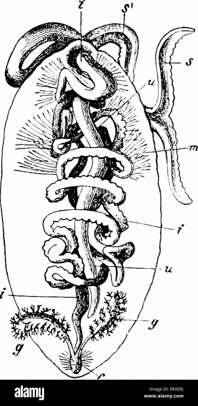 . A manual of zoology. Zoology. 318 CaSLIIELMINTBES. Bub Class III. Hirudinei {Discophori). Three points of external structure clearly distinguish the leeches from the chffitopods. First, the absence of bristles (except in Acanllwbdella) and the presence of two suckers, one of which occurs on the posterior ventral surface and is used only for attachment and locomotion, the other, sometimes scarcely differentiated, A. Fio. 289.—Bonellia viridis. A, female (after Huxley); B, male (after Spengel). c, cloaca; (i, rudimentary Intestine; y, excretory organ; i, intestine; m, muscles sup- porting inte Stock Photo