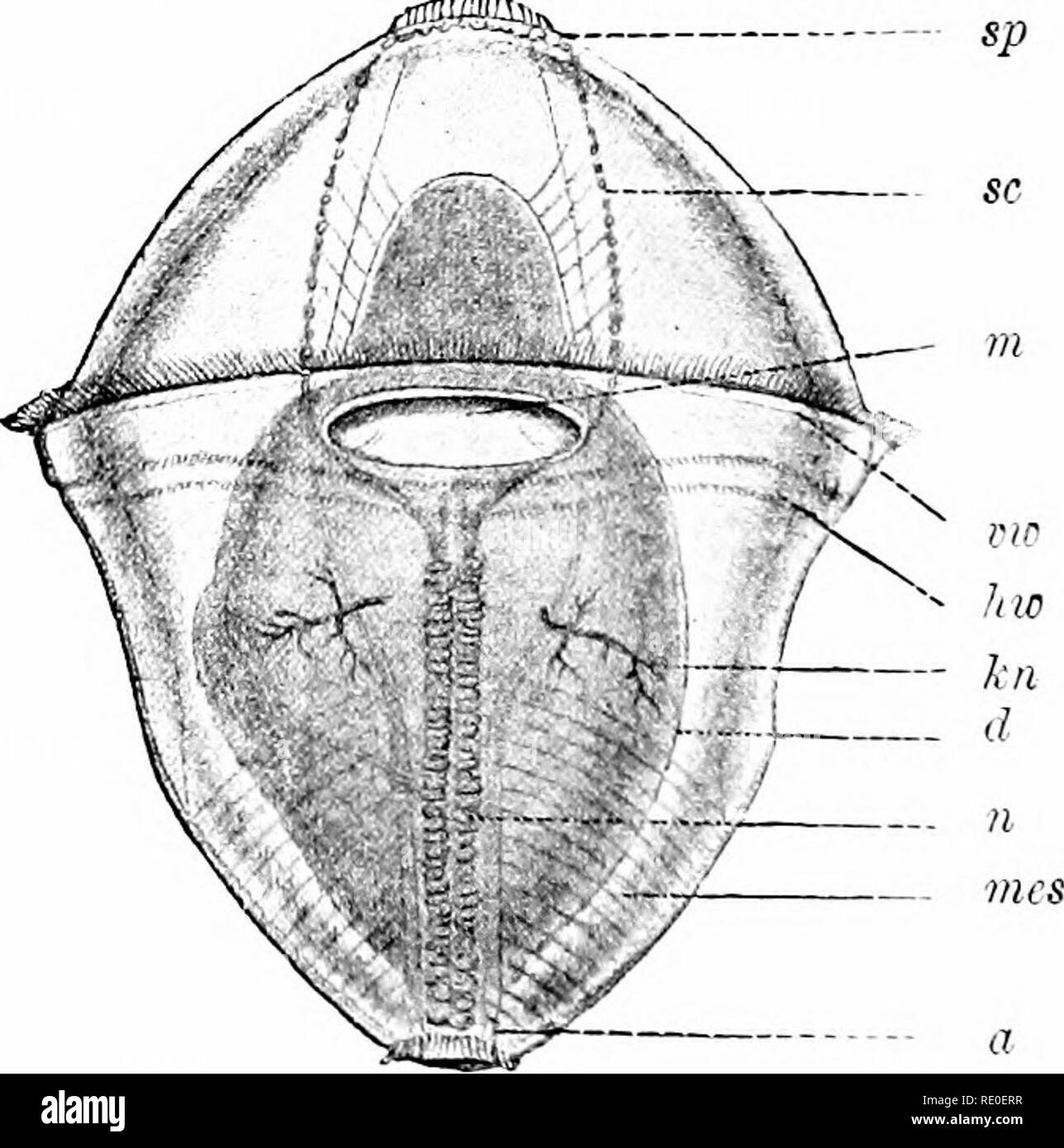 . A manual of zoology. Zoology. Fie. 2W. Fio. 288. Fig. 287.—Anatomy of Phascalosoma gouldi (orig.). a, nnus; a, anterior retractors; d, digestive tract; f/, gonads; m, mouth; ?i, nephridia; 7ic, ventral nerve cord; ^»r, postcriftr retractors. Fio. 288.—Larva (trocophore) of Echi}inis. (After Hatschek.) a, anus; d, intestine: hn postoral cilia; fc)i, protonepliridia; »i, moutli; J'ie.s, mesoderm bands with indi- cation of segments; ?(, ventral nerve curd; 6-e, tesophageal commissure; sp, apical plate; inv^ preoral ciliated band.. Please note that these images are extracted from scanned page i Stock Photo