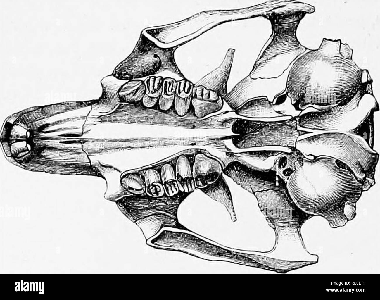 . An introduction to the study of mammals living and extinct. Mammals. 456 RODENTIA. feet witli five claws, that on the poUex as large as that on the fifth toe. Skull (Fig. 202) heavily built, with the postorbital processes directed outwards. Dentition (as shown in Fig. 202) remarkably heavy, the molar teeth differing from those of Ardomys and Sper- mophilus by having three instead of two transverse grooves on their crowns. First premolar nearly as large as the second. Molar series strongly convergent behind. Two species of Prairie Marmots, or, Fia. 202.—Palatal aspect of the crauiuiii of the  Stock Photo