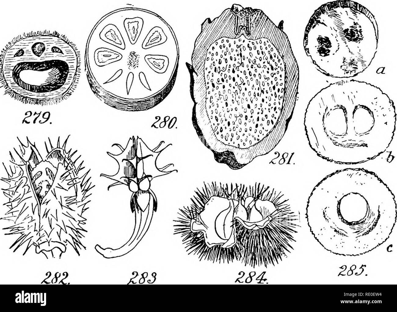 . A manual of structural botany; an introductory textbook for students of science and pharmacy. Plant morphology. TRANSPORTATION OF THE FRUIT 107 in the Labiatae. The newly formed walls are not always vertical. The fruit of Aeschynomene (Fig. 351) and that of Sophora (Fig. 352) divide transversely into one-seeded joints. Special Defensive Provisions.—Concerning the protection of the fruit and seeds, we note that its full accomplishment often calls for other defensive provisions than those against merely mechanical forces, in the form of appendages constituting an armor. These are sometimes an  Stock Photo