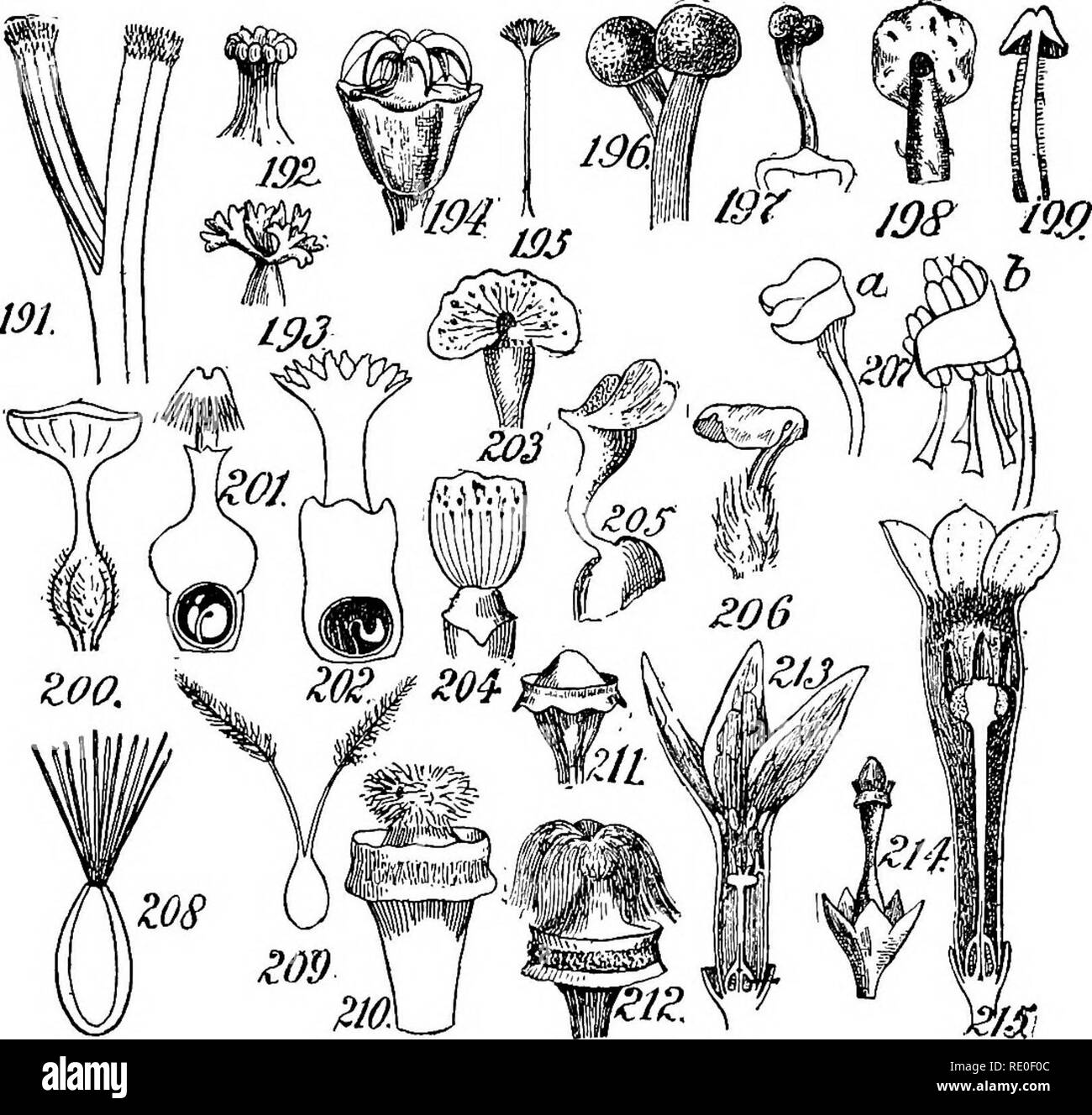 . A manual of structural botany; an introductory textbook for students of science and pharmacy. Plant morphology. POSITION AND FORM OF STIGMA 73 prismatic; Fig. 184, a clavate form; Fig. 186, one with a bulbous base. The style branches in Fig. 185 are filiform; in Fig. 187 they are fihform and plumose; in Fig. 190, capillary, and in Fig. 188, subulate. Rarely, styles will be connate above, distinct below (Fig. 189). Position and Form of Stigma.—The position and form of the stigma are of very great importance in classification. Its size, as compared with that in other related plants, is apt to  Stock Photo