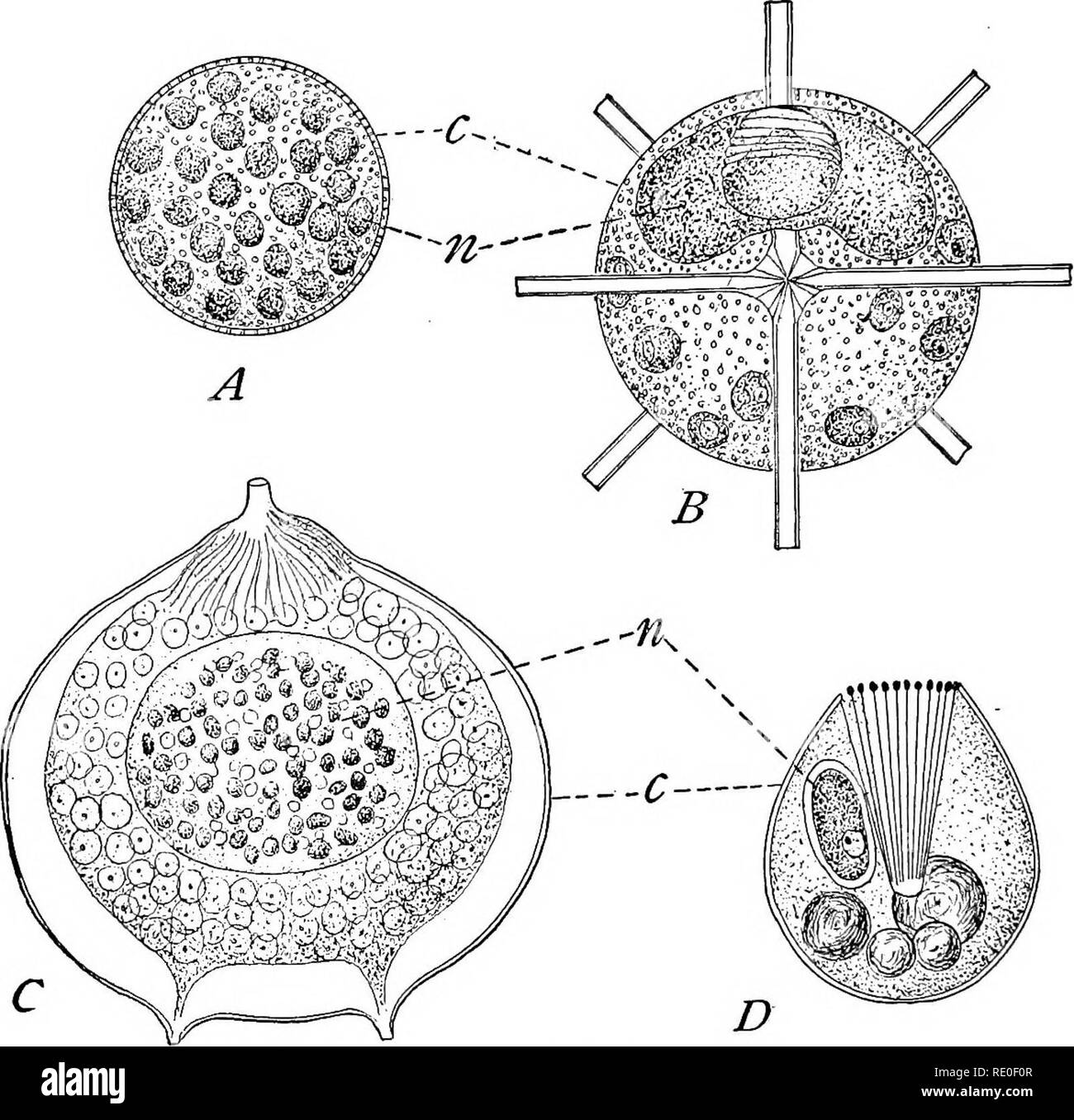 . The Protozoa. Protozoa. 70 THE PROTOZOA which the membrane of the central capsule is perforated by pores arranged regularly about the entire surface (Fig. 34, A); (2) the Acti- pylea, in which the pores are arranged in groups over the surface (B); (3) the Monopylea, in which there is but one such group of pores in the membrane. In these forms the perforated disk is con- nected with the centre of the central capsule by a conical mass of endoplasm, the podoconus (D), rich in food particles and gran-. Fig. 34. — Central capsules of Radiolaria. [HAECKEL.] A. TAalassolampe maxima Haeck., one of t Stock Photo