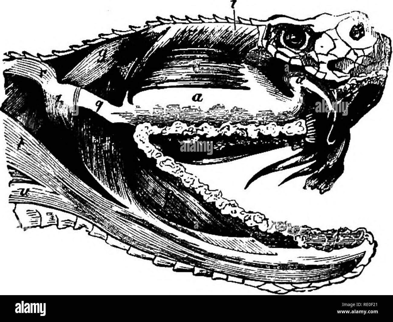 . Zoology for high schools and colleges. Zoology. POISONOUS SNAKES. 499