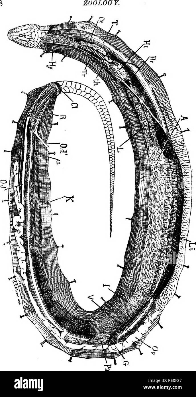 . Zoology for high schools and colleges. Zoology. 49S. Fig. 441.—Anatomy of the com-nnn strippcl Snake. Hii, hyoidean apparatus; Tr. trachea; t^, thyr)id; Oe. oe-^opliigus; T, thymus; Ht. heart; Br, bronchus; Z/, lung; .4, aip-sac; LL liver; Ou. ovary; (?, gall-bladder; Pa, pancreas; Od, ovi- duct; CL cloaca; R. rectum: Oi'. right oviduct cut oflE; it, ureter; K, kidney; V^ vena p )rt83; /, intestine.—Drawn by C. S. Minot.. Please note that these images are extracted from scanned page images that may have been digitally enhanced for readability - coloration and appearance of these illustration Stock Photo