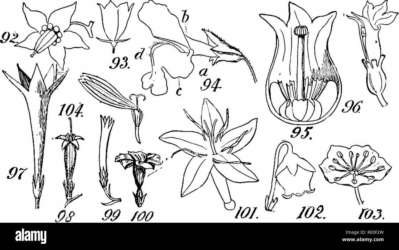 Split corolla Cut Out Stock Images & Pictures Alamy