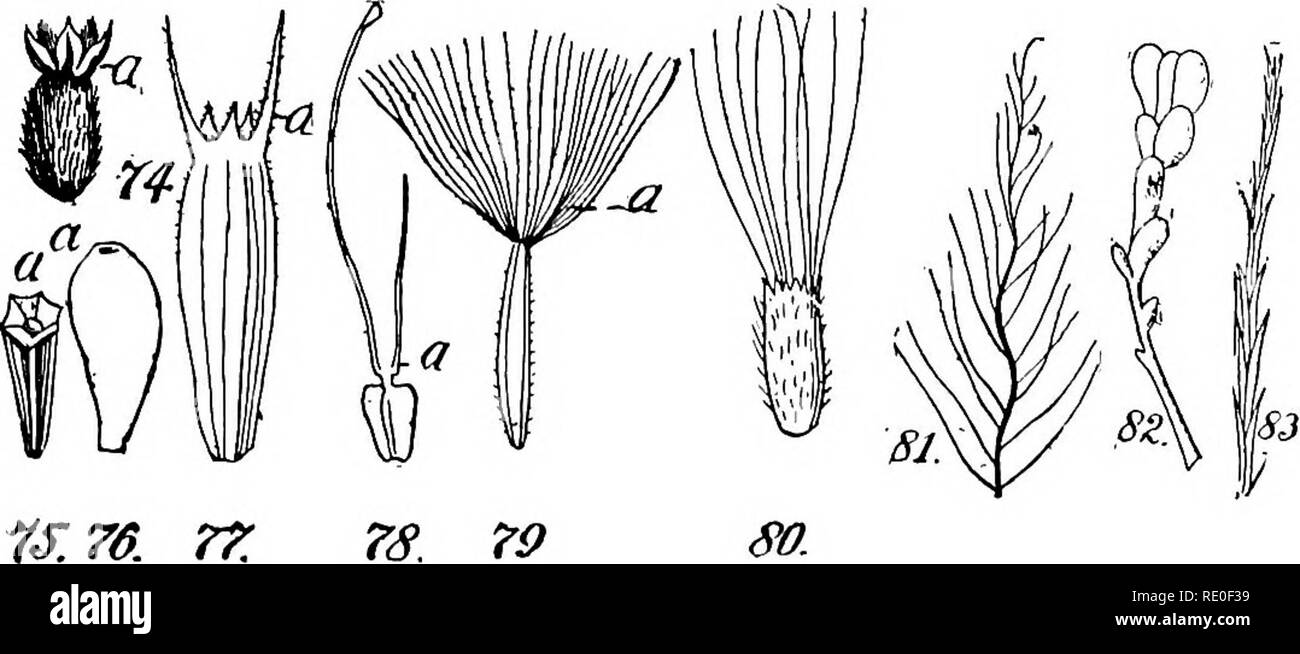 . A manual of structural botany; an introductory textbook for students of science and pharmacy. Plant morphology. r/ r£ 7S. Fig. 71. Concave petal of Theobroma. 72. Flower of Silene, the petals toothed at apex and bearing a crown at junction of limb with claw; also a conspicuous anthophore in base of calyx. 73. Pinna- tifid sepal of Rosa.. T.TS. 77. Figures illustrating forms of the pappus; Fig. 74 Pappus little changed from ordinary superior calyx-limb. 75. That of Tanacctum, reduced to a short cup. 76. That of Absinthium, practically obsolete. 77. That of Wyethia, 2 of the calyx-teeth awned. Stock Photo
