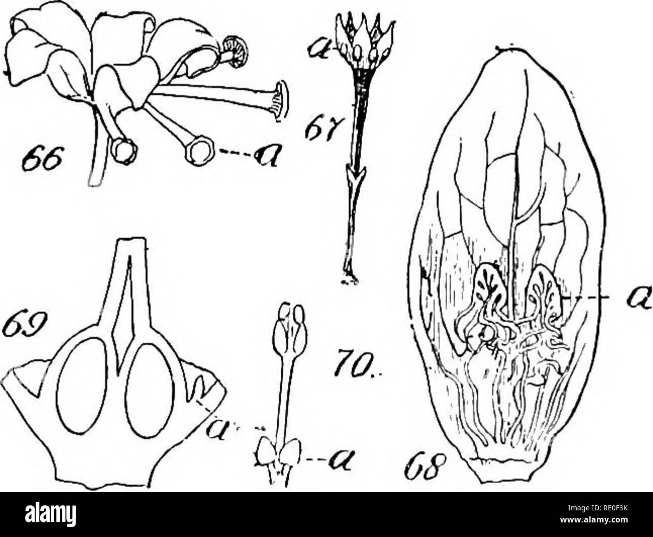. A manual of structural botany; an introductory textbook for students of science and pharmacy. Plant morphology. Fig. 63. (a) frontal; (6) lateral, views of base of petal of buttercup, showing a scale which retain nectar in nectary. 64. Petal of Coptis, hollowed to form a nectary. 65. Long hollow spur forming nectary in fiower of Delphinium.. Fig. 66. Stalked glands (a) on calyx of Dinemandra. 67. Sessile glands (a). 6S. (a) Depressed glands (nectary) on petal of Frasera. 69. (a) Basal gland prevalent in the Apocynaceae. 70. (a) Glands at base of stamen of Sassafras. of the flower or plant. T Stock Photo