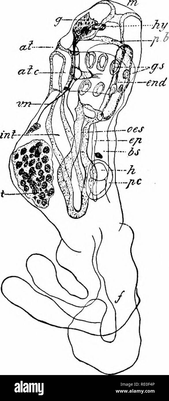 Funnel shaped lip Black and White Stock Photos & Images Alamy