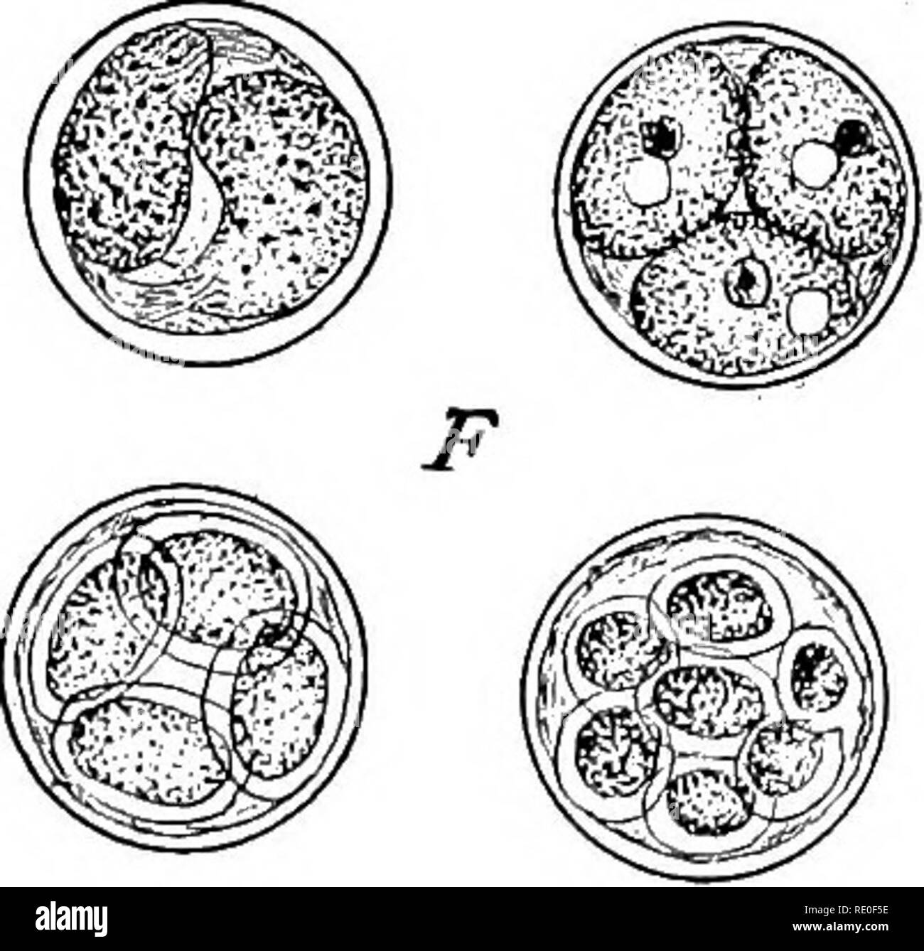. The Protozoa. Protozoa. Fig. 17. — Types of cysts. A. Amasba proteus. [SCHEEL.] B. Stylonychia mytilus Ehr. [BiJTSCHLI.] C. Pleurotricha grandisSt. [BUTSCHLI.] D. Euglypha alveo/aiaDuj. [Leidy.] E. Actinospharium EicA.War. [BUTSCHLI.] F. Colpoda Steinu. [MAUPAS.] a, gelatinous matrix; i, outer cyst wall; c, middle cyst wall; d, inner cyst wall. the cell draws in its appendages, rounds out into a sphere and secretes a resisting membrane, within which it can exist for a long period. When first formed, this membrane is a delicate gelatinous substance, which soon hardens and gradually acquires t Stock Photo