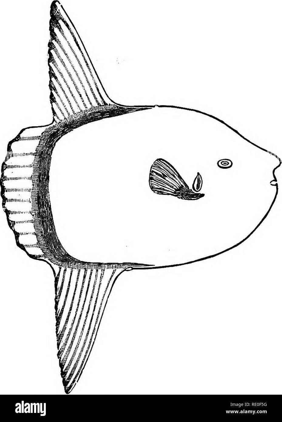 . Zoology for high schools and colleges. Zoology. 462 ZOOLOGY. ventral fins are usually absent. They are inhabitants of warm waters. The trunk-fish or box-fish, Lactophrys trigomis Poey, is a West Indian fish ; one specimen has appeared at [Holmes' Hole, Mass. The porcupine - fish {CMUchtht/s â turgidus Gill) and smooth puffer {Tetrodon Icevigatus Gill) and the spring box-fish {Chilomycterus geometricus Kaup). Fig. 425.âSun-fish, Mola rotunda, one eighteenth natural size.âAfter Pntnam. range from Cape Cod to Florida. The sun-fish {Mola ro- tunda Cuvier, Fig. 435) is, like the others of the ord Stock Photo
