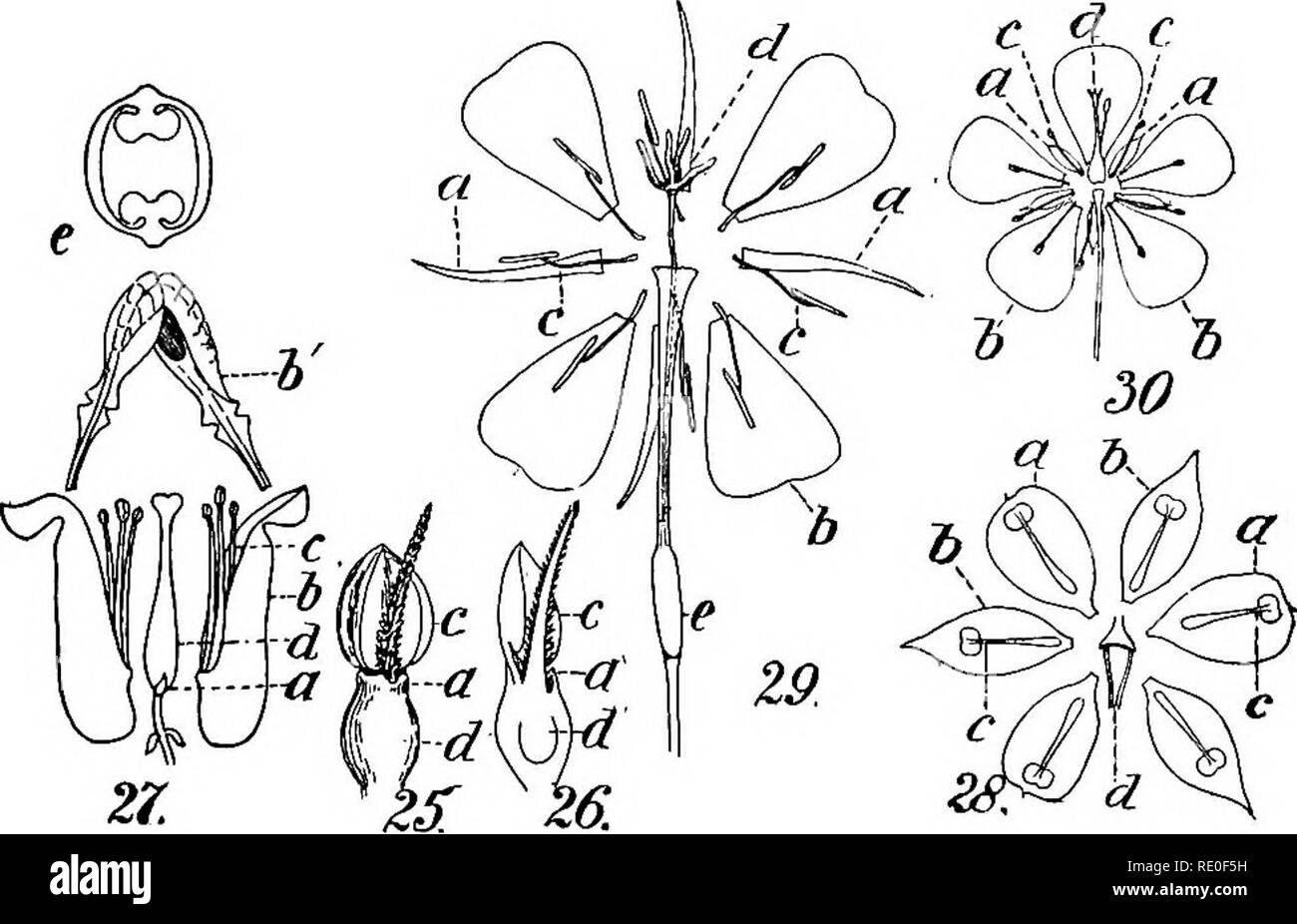 A Manual Of Structural Botany An Introductory Textbook For Students Of Science And Pharmacy Plant Morphology