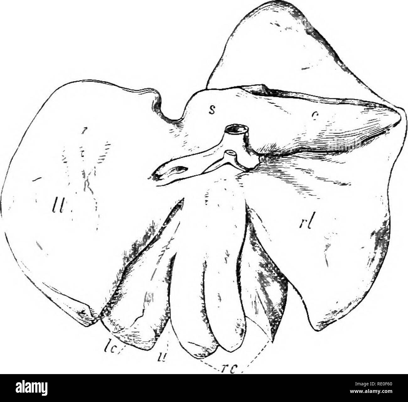 Horse Anatomy Liver High Resolution Stock Photography and Images Alamy