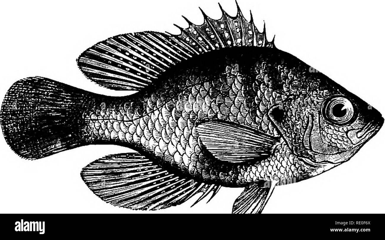 . Zoology for high schools and colleges. Zoology. 456 ZOOLOGY. sun-fish {Enneacanthus obesus Gill, Fig. 418) lives in muddy streams, burying itself in the mud in winter. Of similar mud-loving habits is the mud-minnovsr {Melanura limi Agassiz), which spawns in the spring. The pirate perch {Aphredoderus sayatius De Kay) occupies the nest of com-. r^'T./r Pig. 418.—The Spotted Snn-fish, Enneaeanthxu oJ«sms.—After Abbot. mon sun-fish, and with the female guards it and afterwards the young till they are nearly a centimetre (two-fifths inch) in length, when they are left by their parents. (Abbot.) T Stock Photo