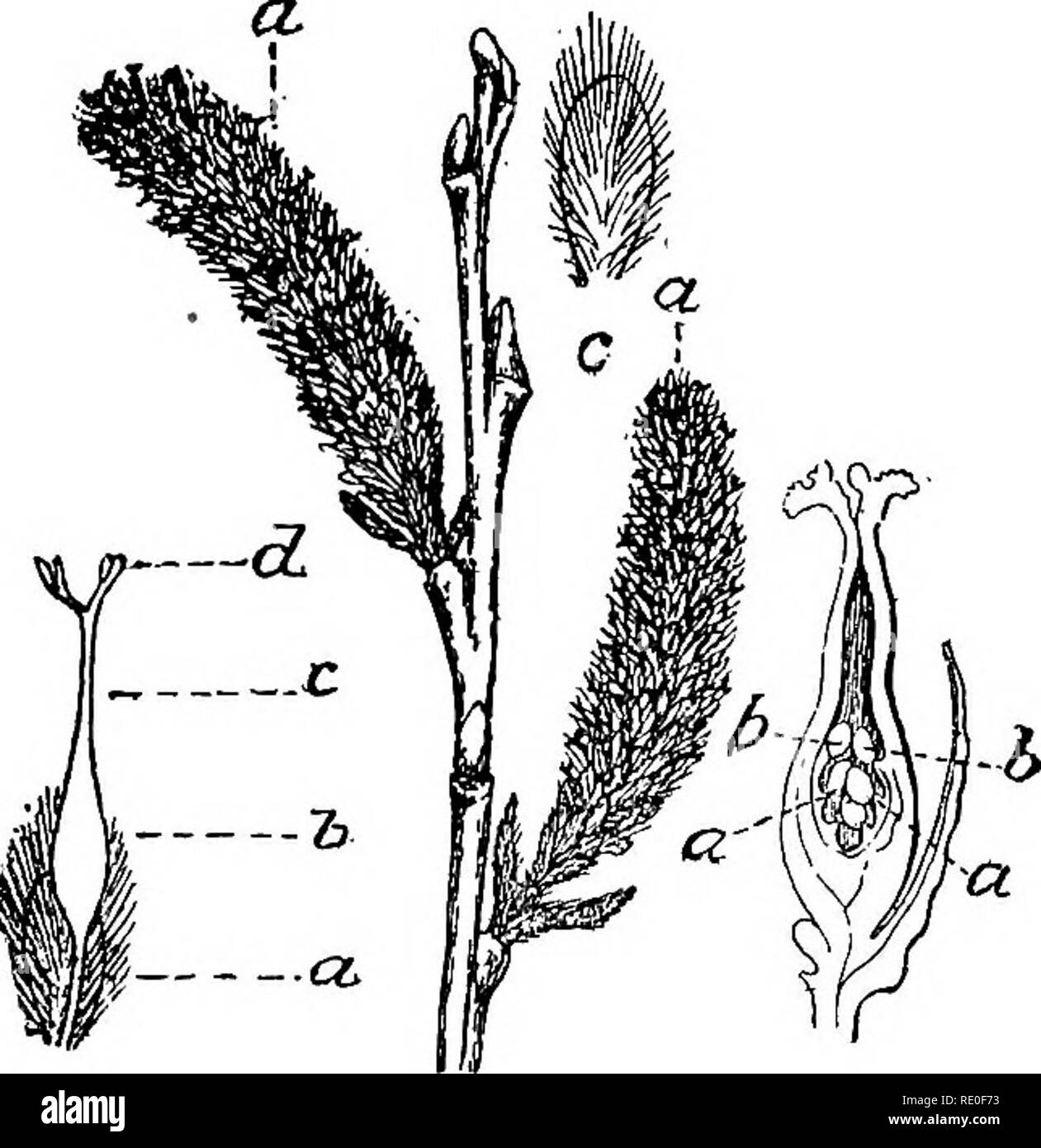 . A manual of structural botany; an introductory textbook for students of science and pharmacy. Plant morphology. 8 10 Fig. 5. Willow twig with tip transformed into a gall-cone through insect agency. 6. Willow twig after fall of leaves. 7. The same with axillary buds enlarged, in spring. 8. The same with axillary buds developed into (a) female flower-bearing branches, t;, scale (modified leaf) from one of the nodes of &quot;a.&quot; 9. Scale with its axillary bud developed into a flower, consisting of a pistil only, u, the stipe; 6, the ovary; c, the style; d, the stigmas. 10. Longutidinal sec Stock Photo