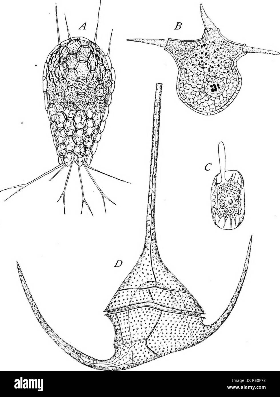 . The Protozoa. Protozoa. Fig. 13.— Shells and tests. [A, SCHEWIAKOFF; B, ORIGINAL; C, Butschli; D, STEIN.] A. Euglypha alveolata Duj. The shell consists of oval siliceous plates glued together by a sili- ceous (?) cement. B. Cockliopodium digitatum, n. sp. The test is membranous and perforated for pseudopodia. C. Pseudochlamys patella Clp. and Lach. The test is membranous and shield- like. D. Ceratium tripos Nitsch. The shell consists of cellulose plates of diverse size and shape.. Please note that these images are extracted from scanned page images that may have been digitally enhanced for r Stock Photo