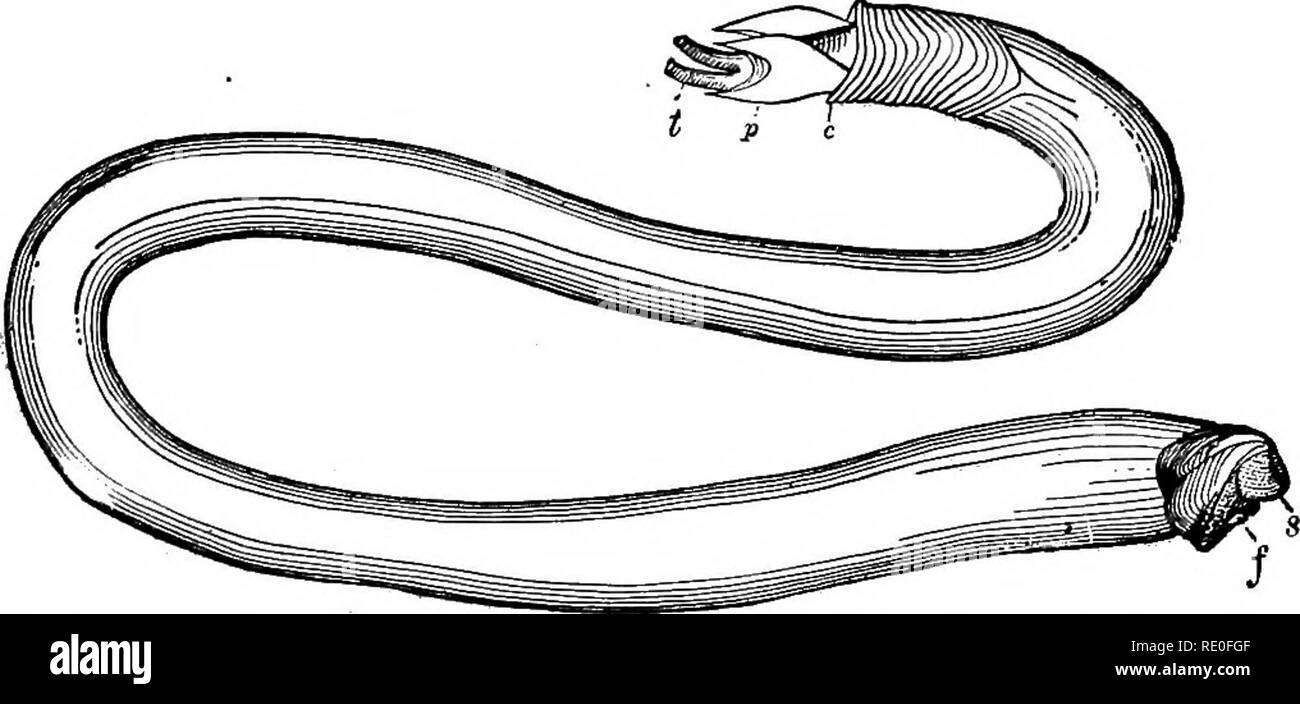 . Zoology for high schools and colleges. Zoology. DEVELOPMENT OF THE SHIP-WOMM. 235 eegmentation of the yolk (Fig. 175 A) passes through a veliger stage, the shell begins to grow, and when five days. Fig. 174.âThe Ship-worm, t, eiplione ; p, pallets ; c, collar ; s, shell ; /, foot- After Venill. and a half old the germ appears as in Pig. 173, B, the shell almost covering the larva. Soon after this the velum becomes larger, and then decreases, the gills arise, the audi- tory sacs develop, the foot grows, though not reaching to the edge of the shell, and the larva can still swim about free in t Stock Photo