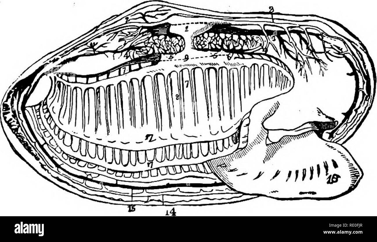 . Zoology for high schools and colleges. Zoology. AWATOMY OF THE CLAM